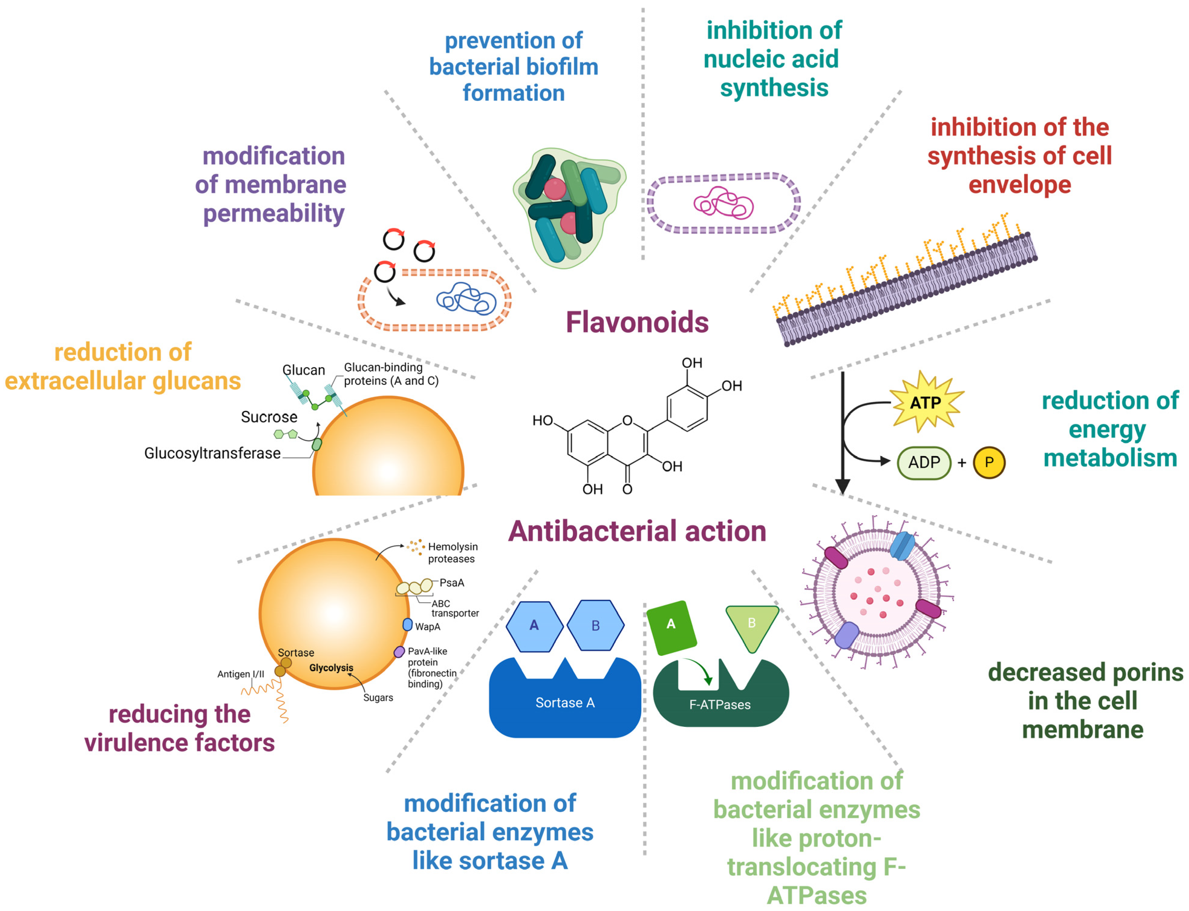 Antibiotics 13 00593 g001