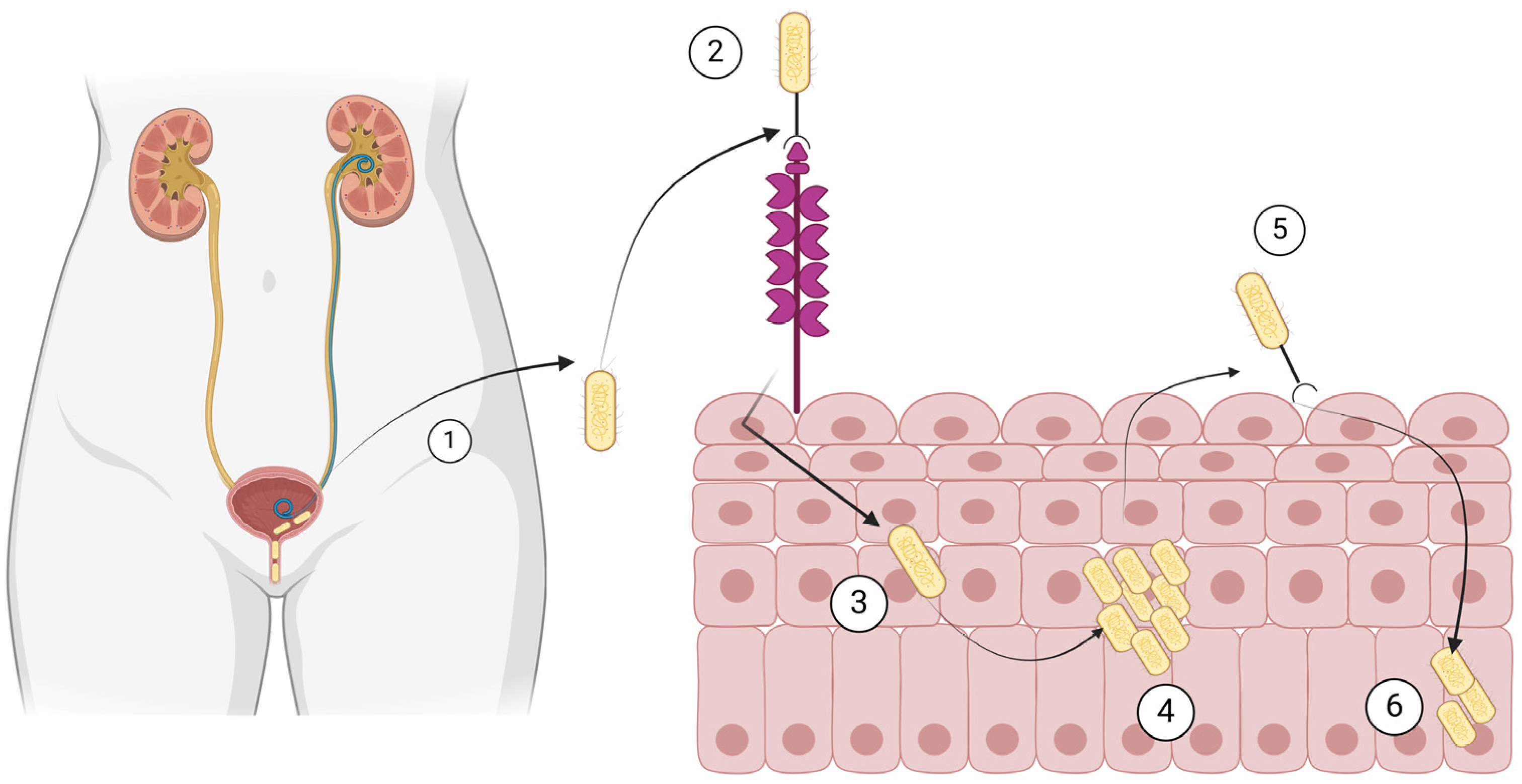 Antibiotics 13 00593 g002