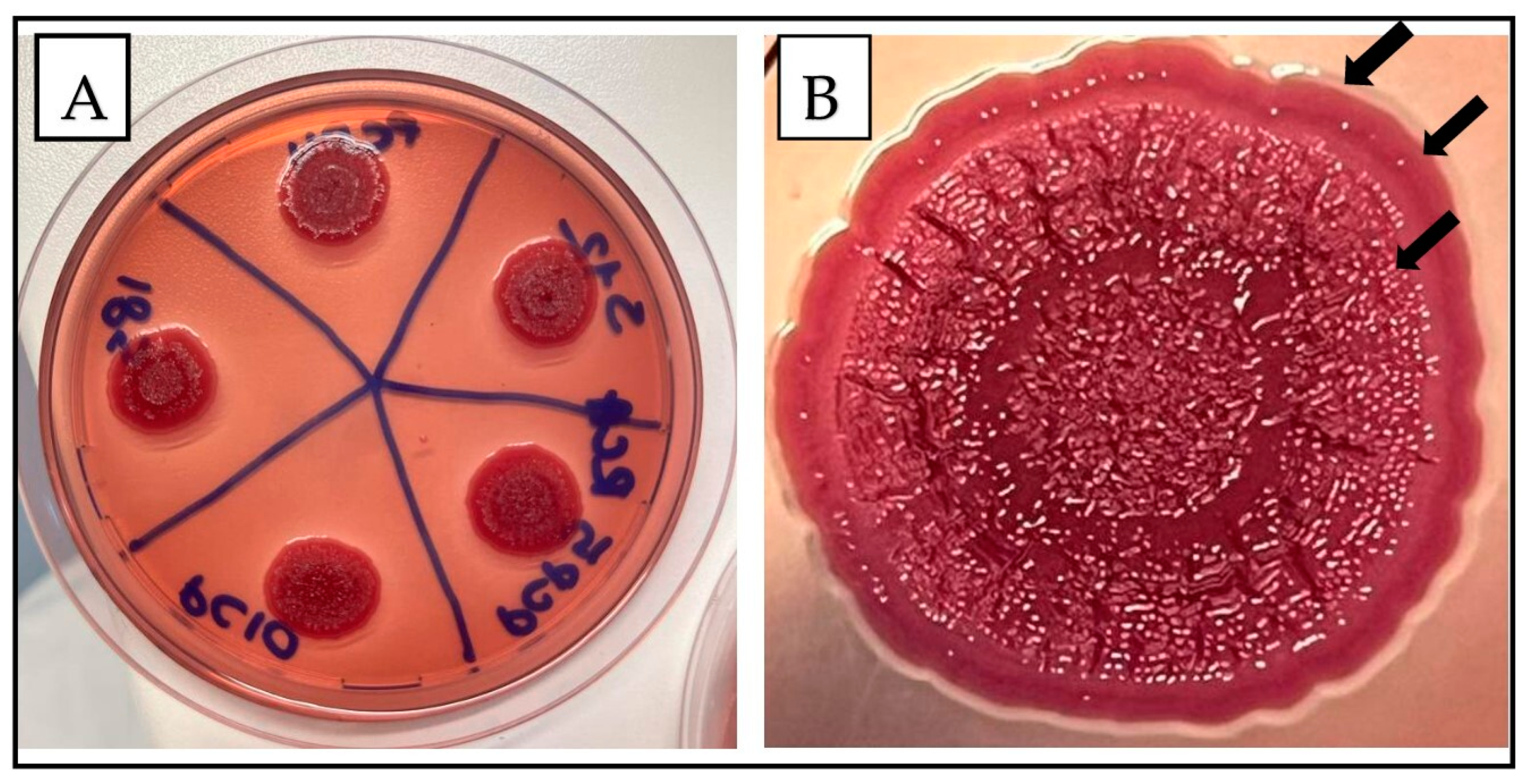 Antibiotics 13 00595 g002