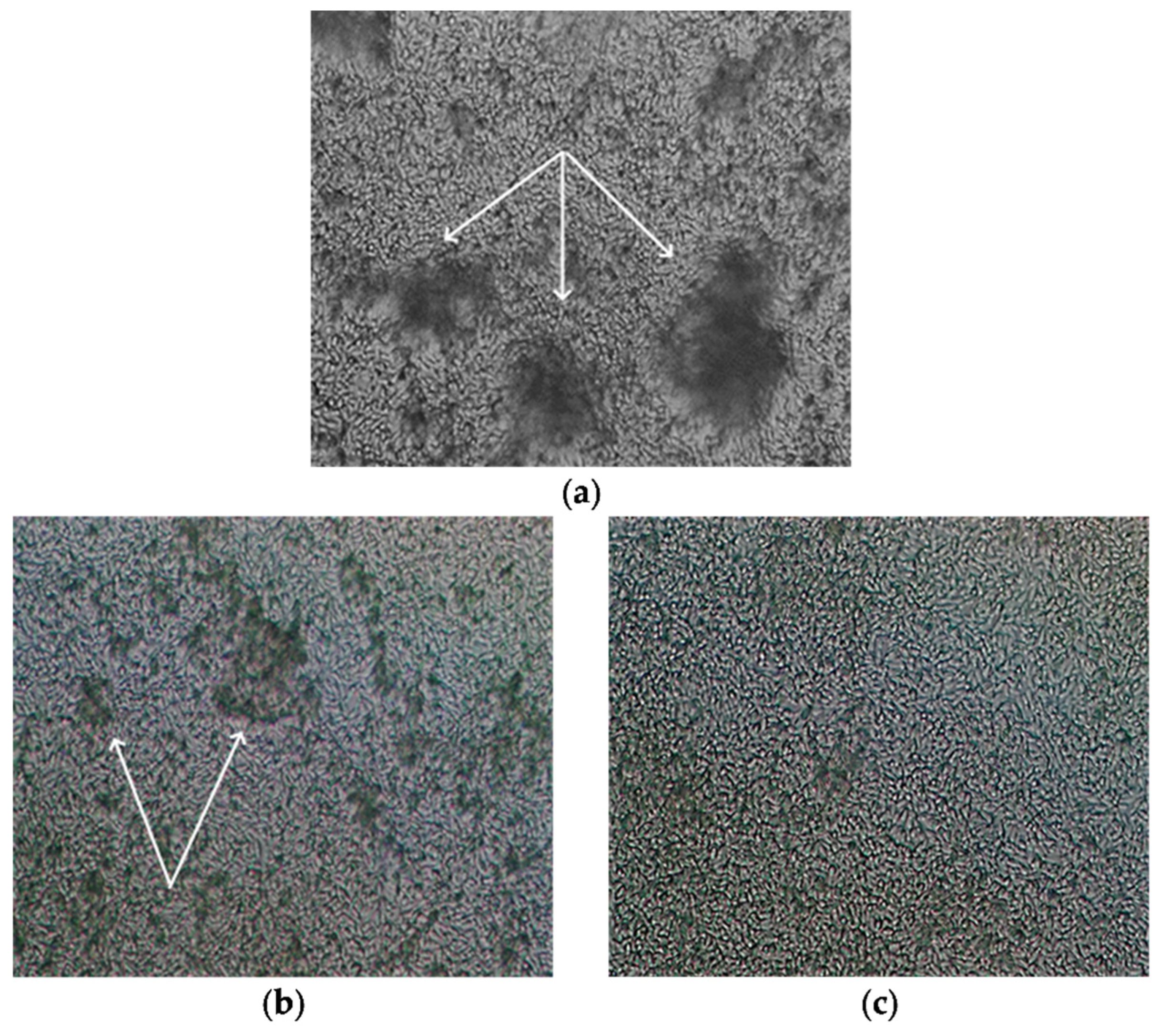 Antibiotics 13 00608 g005