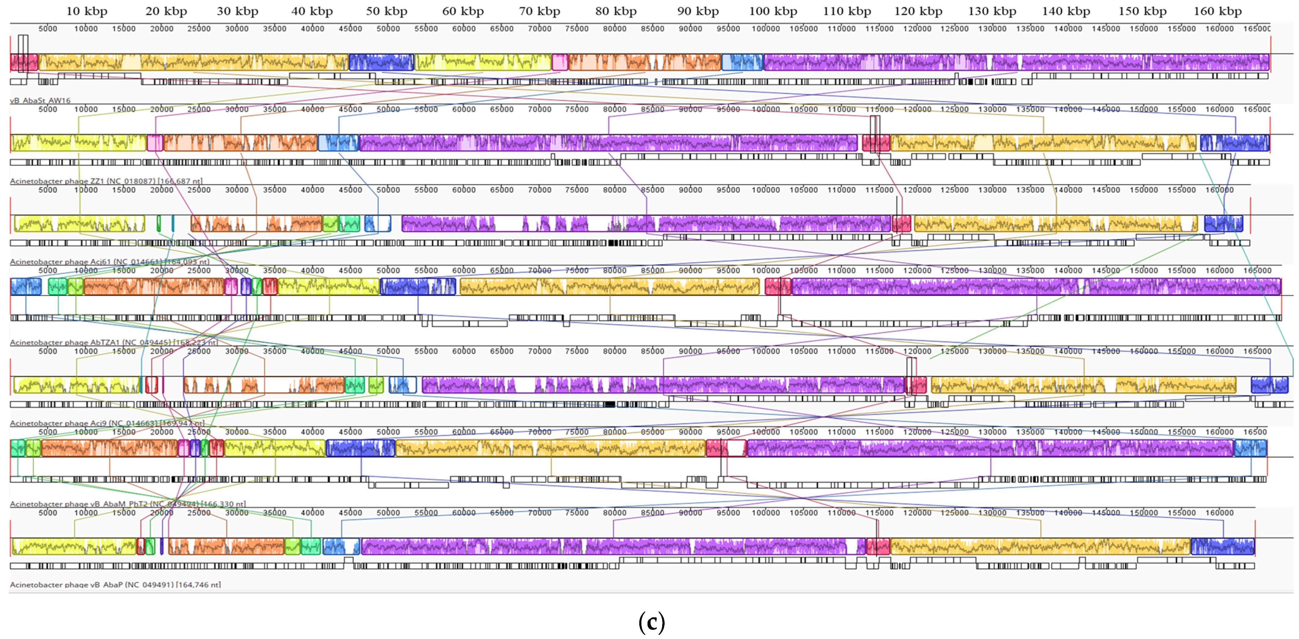 Antibiotics 13 00610 g002b Antibiotics 13 00610 g002b