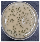 Antibiotics 13 00610 i001 Antibiotics 13 00610 i001