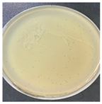 Antibiotics 13 00610 i002 Antibiotics 13 00610 i002