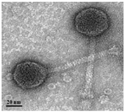 Antibiotics 13 00610 i005 Antibiotics 13 00610 i005