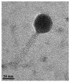 Antibiotics 13 00610 i006 Antibiotics 13 00610 i006