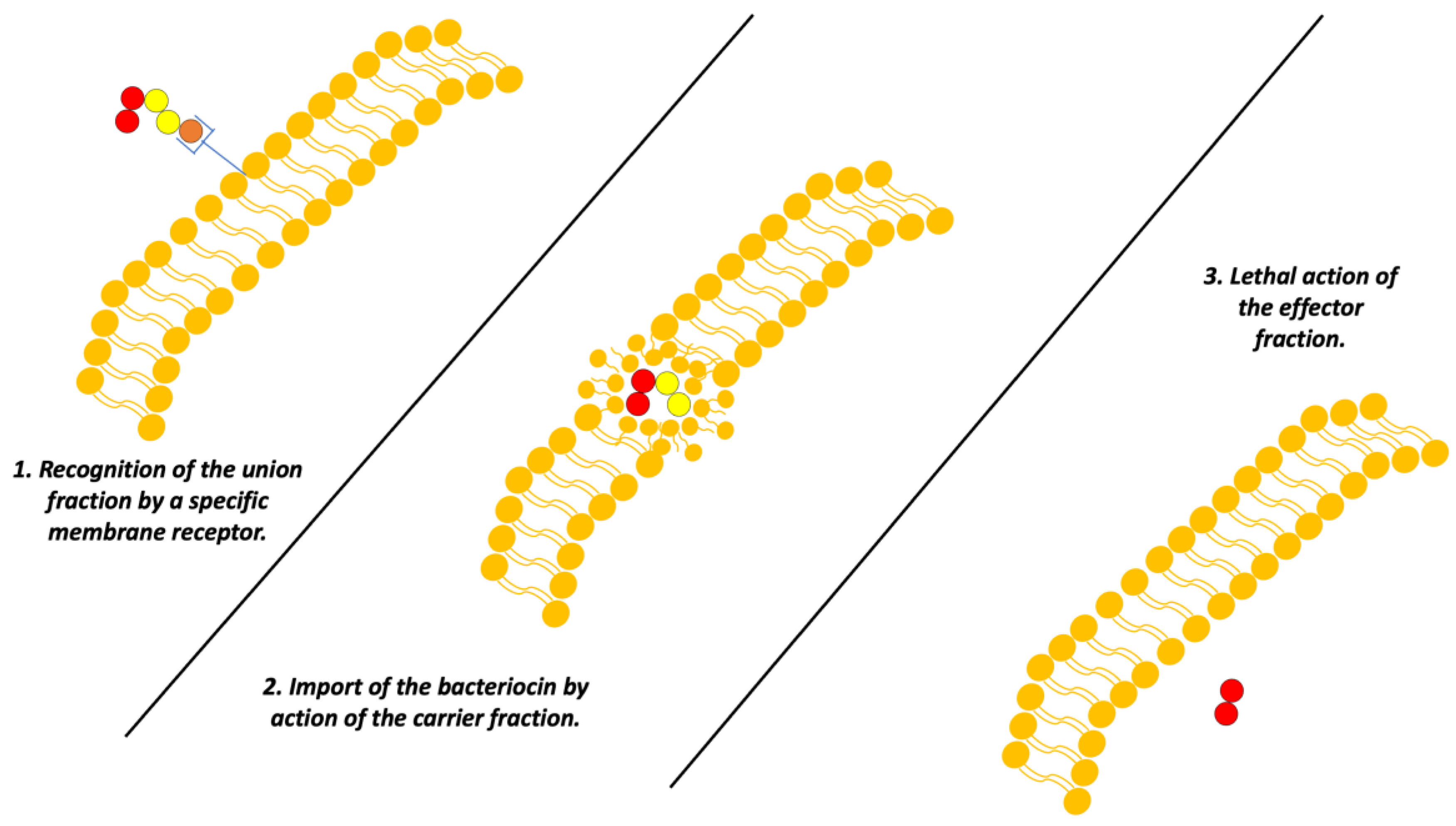 Antibiotics 13 00666 g005