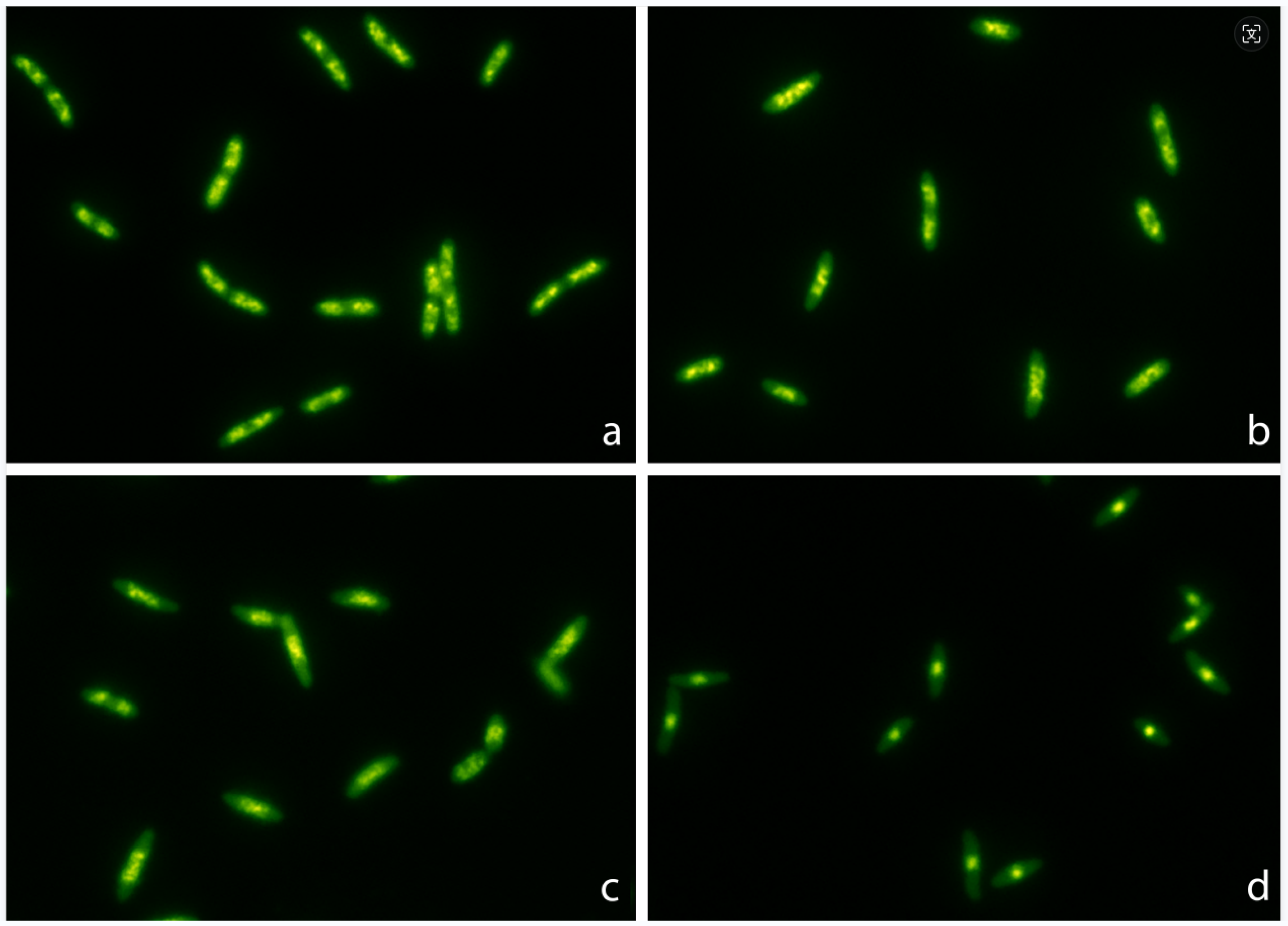Antibiotics 13 00676 g001