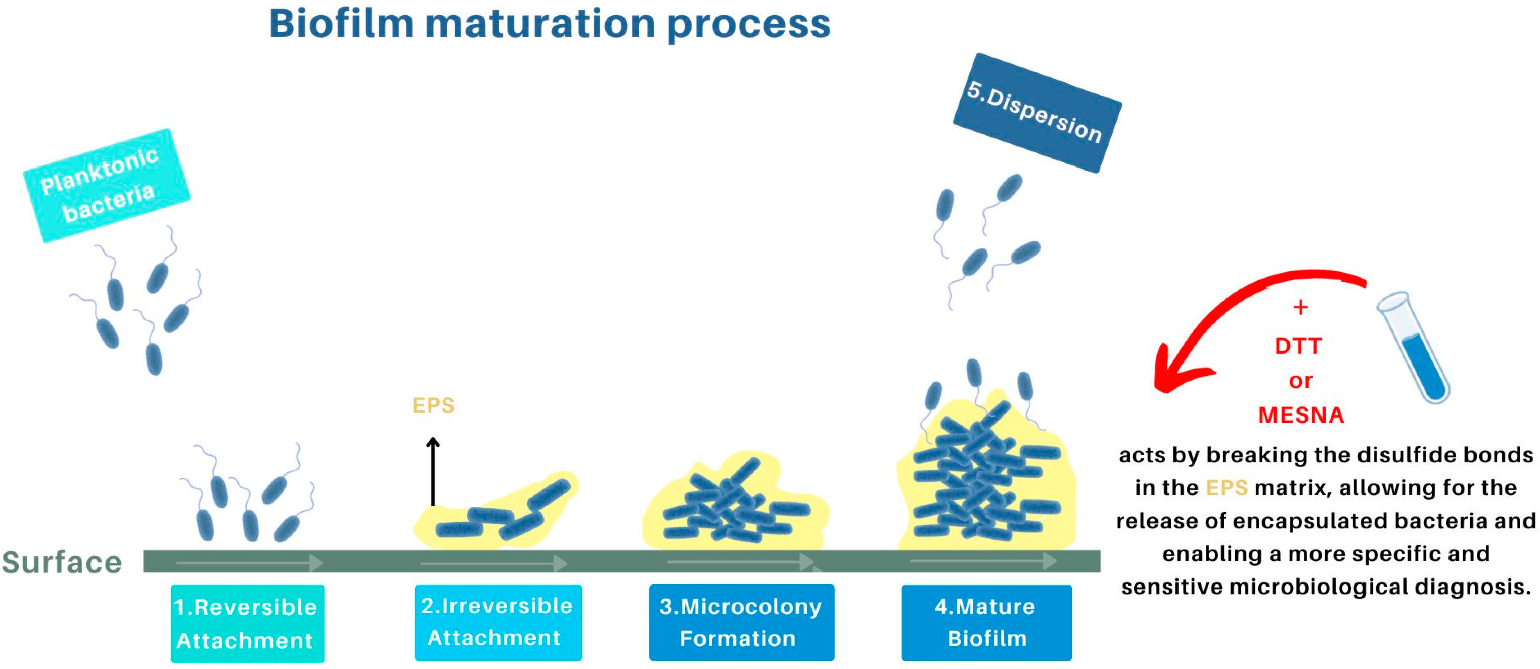 Antibiotics 13 00678 g001