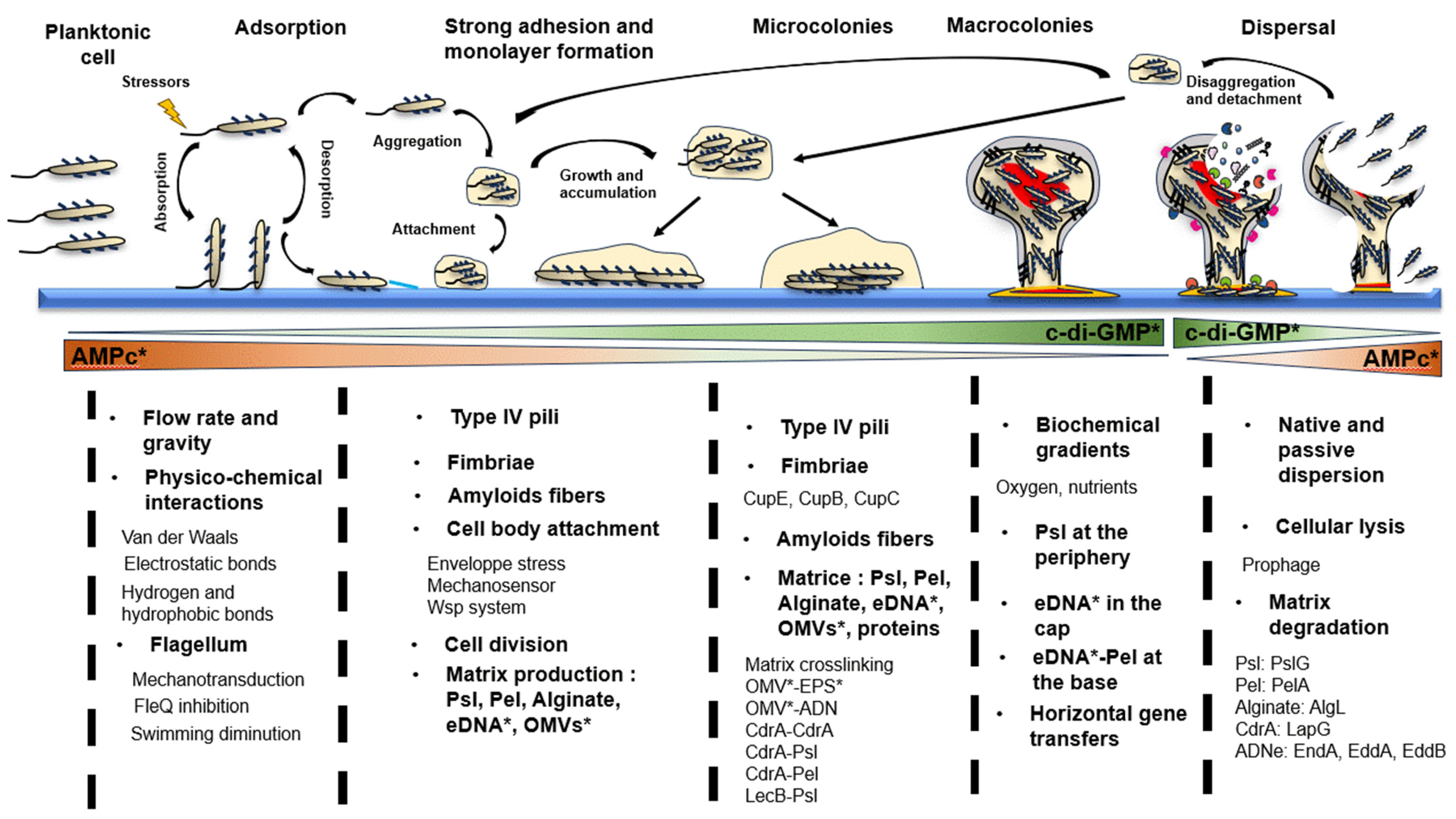 Pseudomonas aeruginosa Biofilm Lifecycle: Involvement of