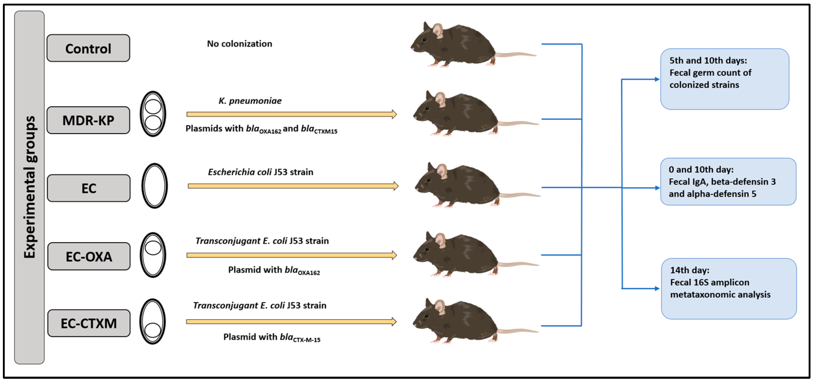 Antibiotics 13 00698 g001