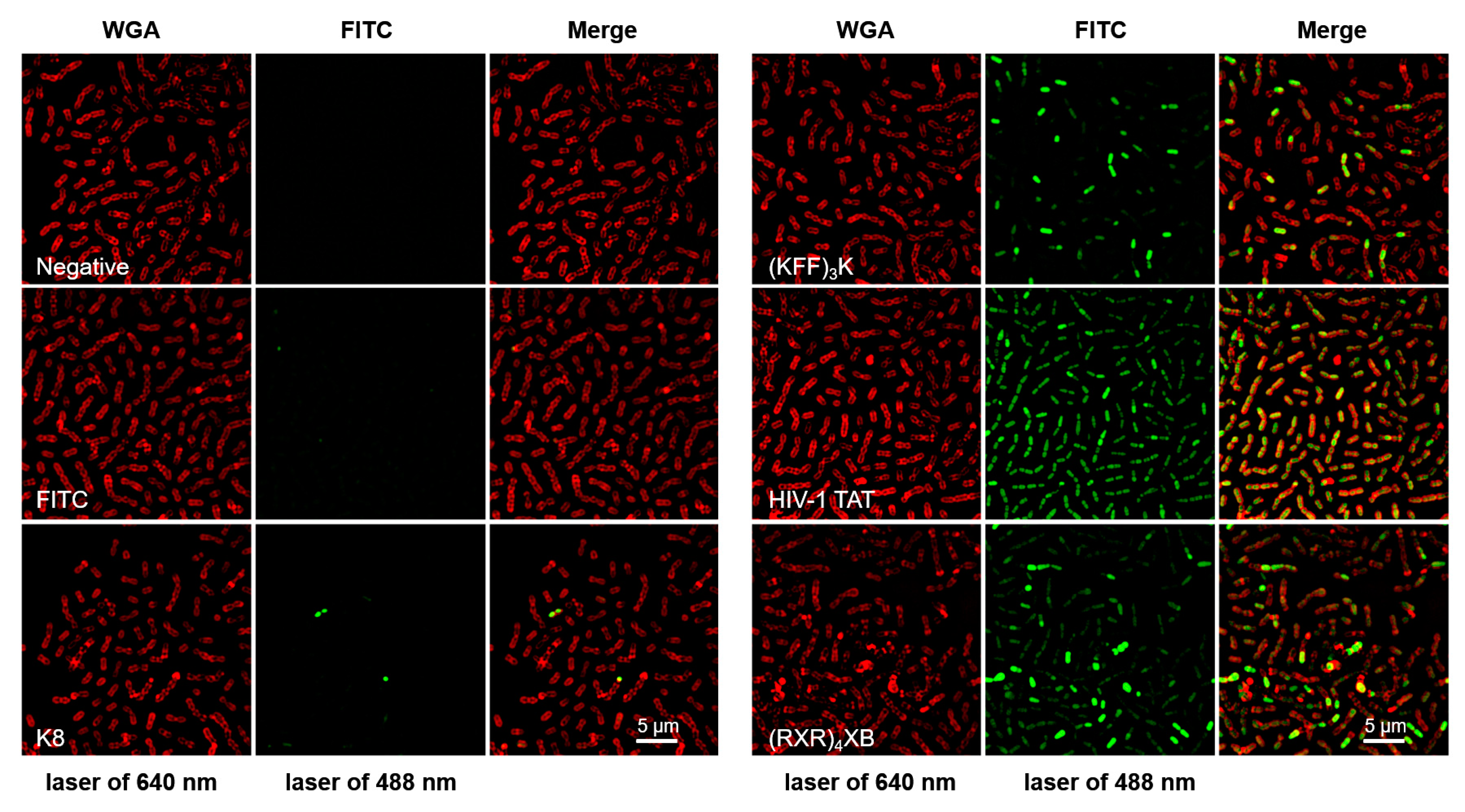 Antibiotics 13 00725 g001