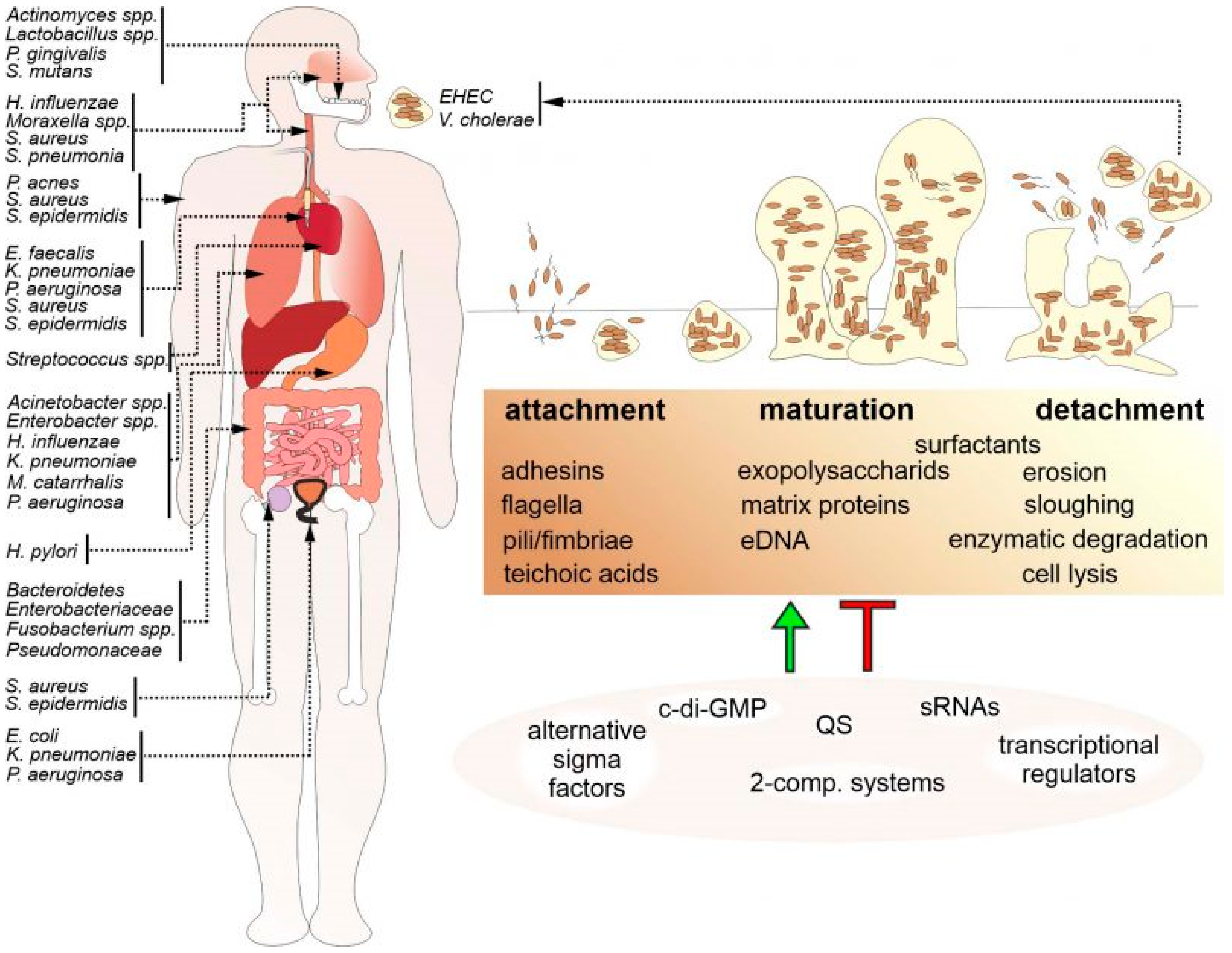 Antibiotics 13 00788 g001