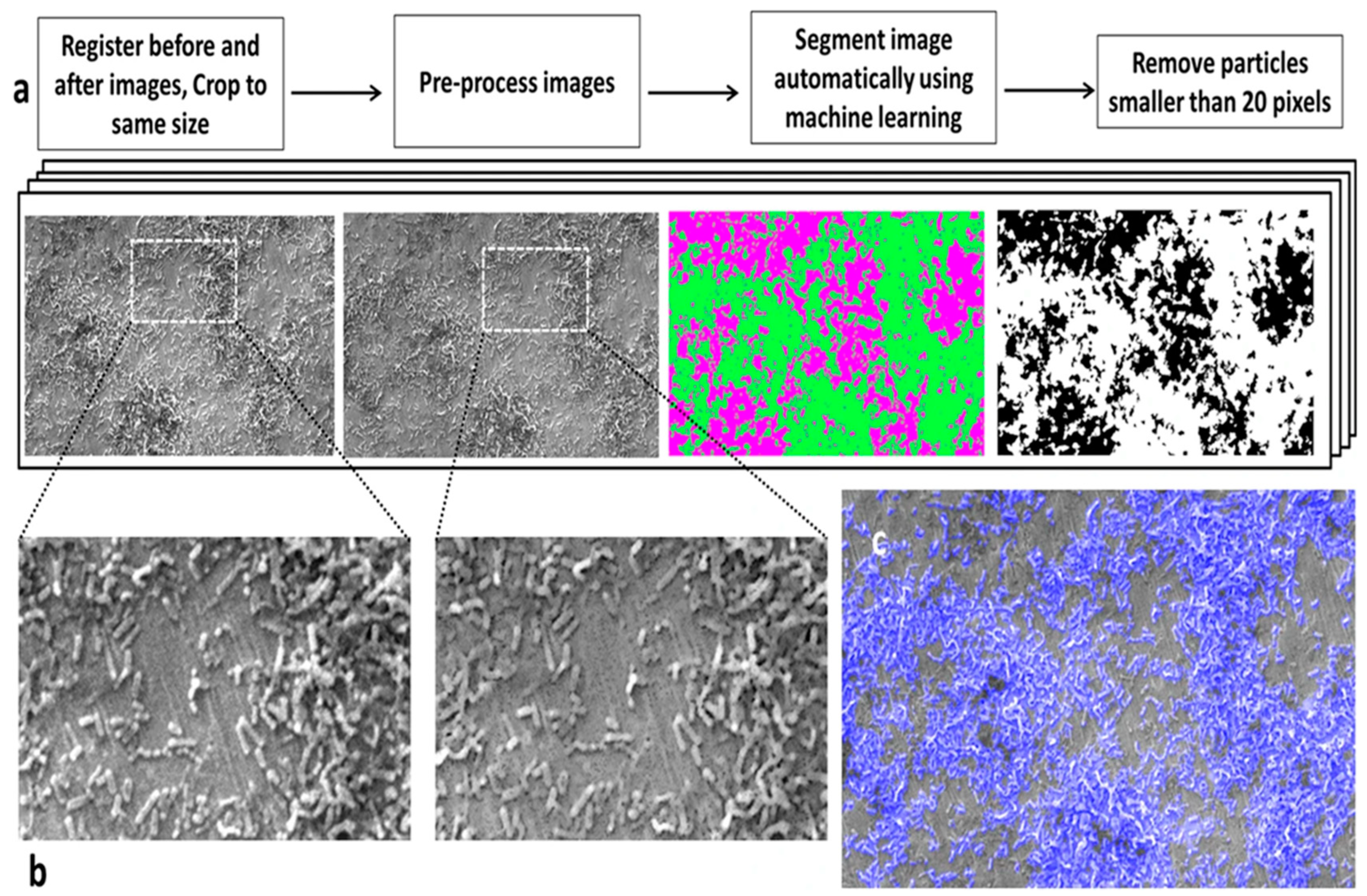Antibiotics 13 00788 g007