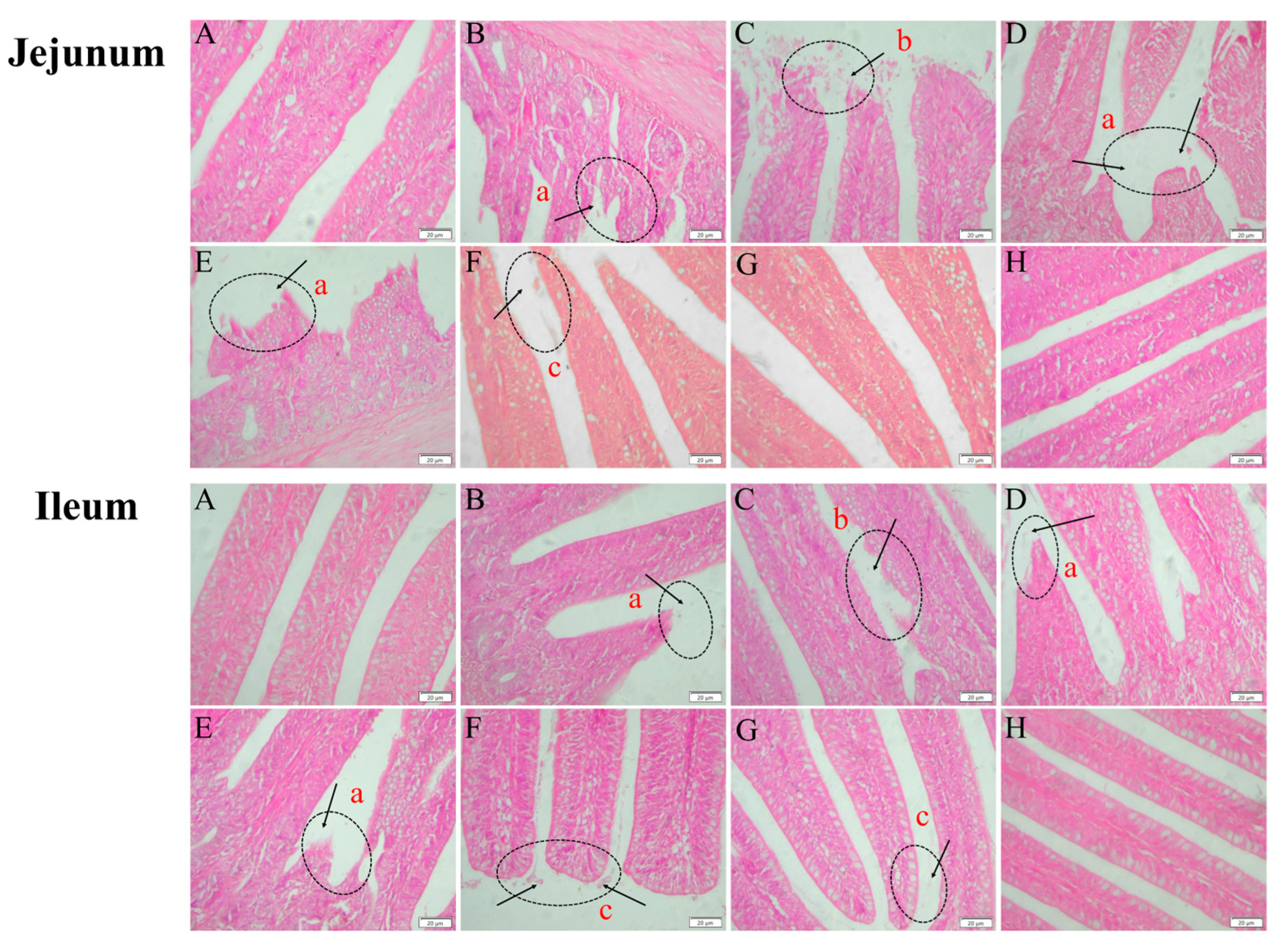 Polygonum hydropiper Compound Extract Inhibits Clostridium