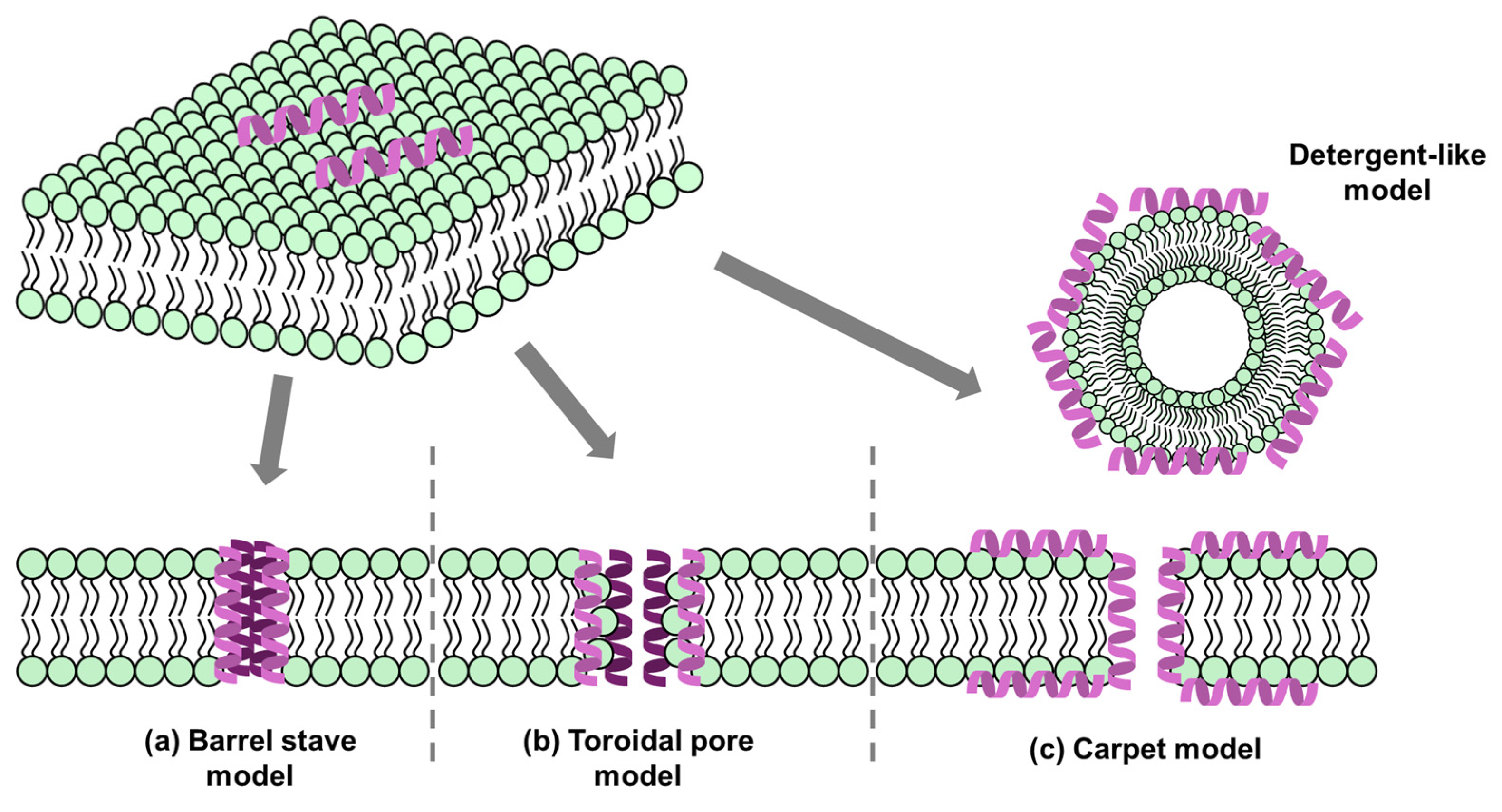 Antibiotics 13 00794 g004