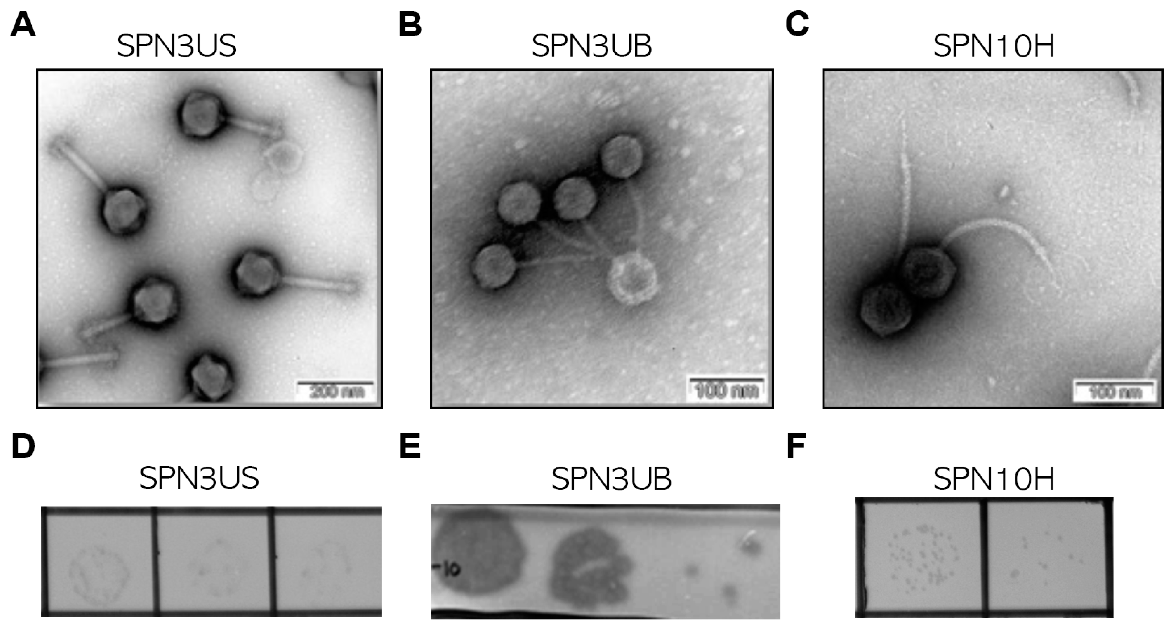 Antibiotics 13 00799 g001