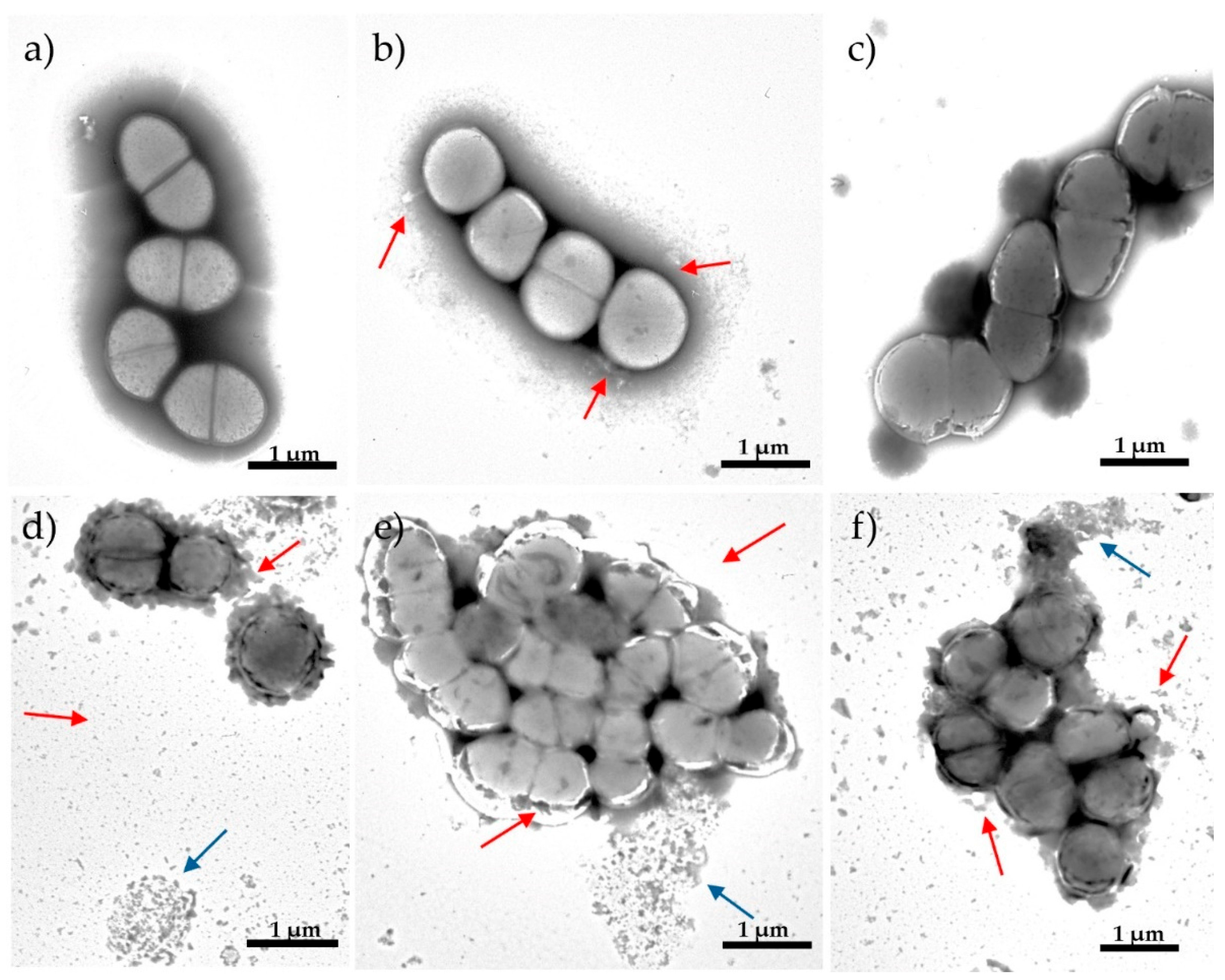 Antibiotics 13 00829 g003 Antibiotics 13 00829 g003