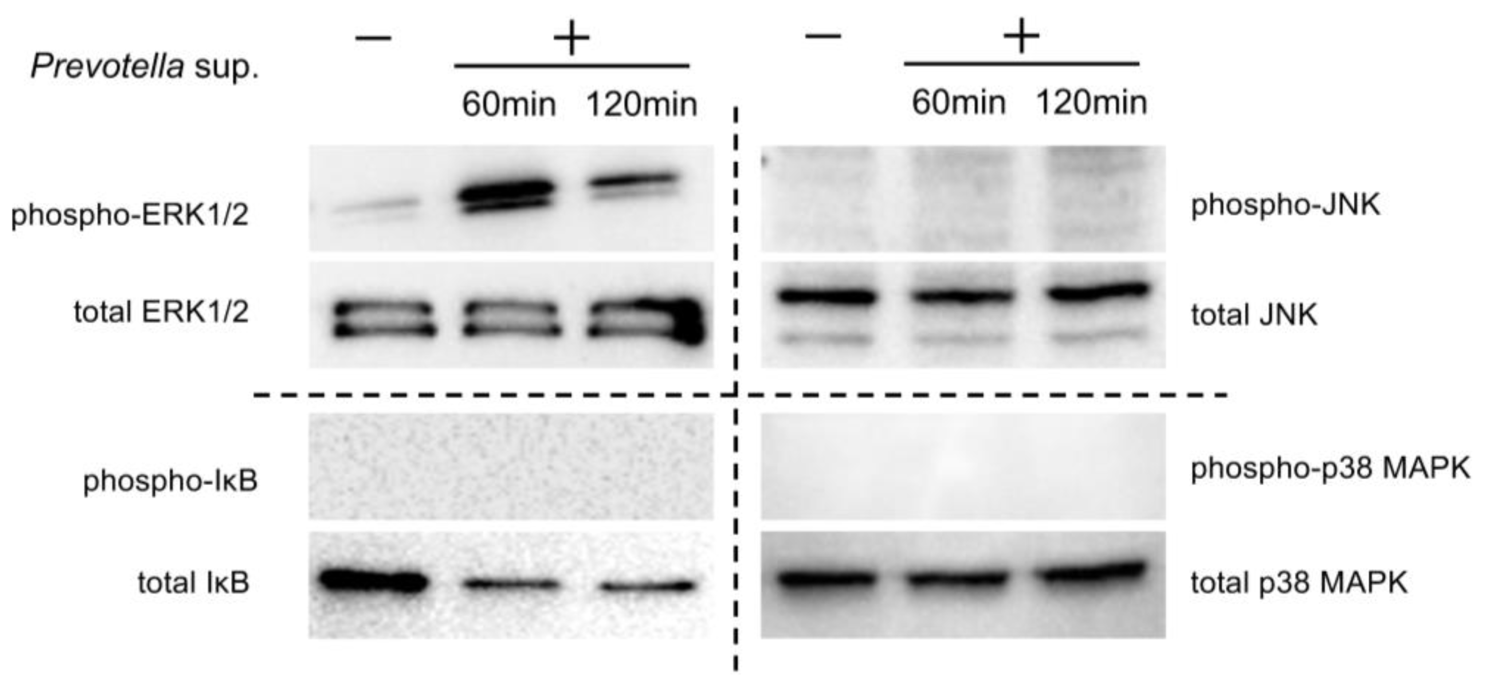Antibiotics 13 00909 g003 Antibiotics 13 00909 g003