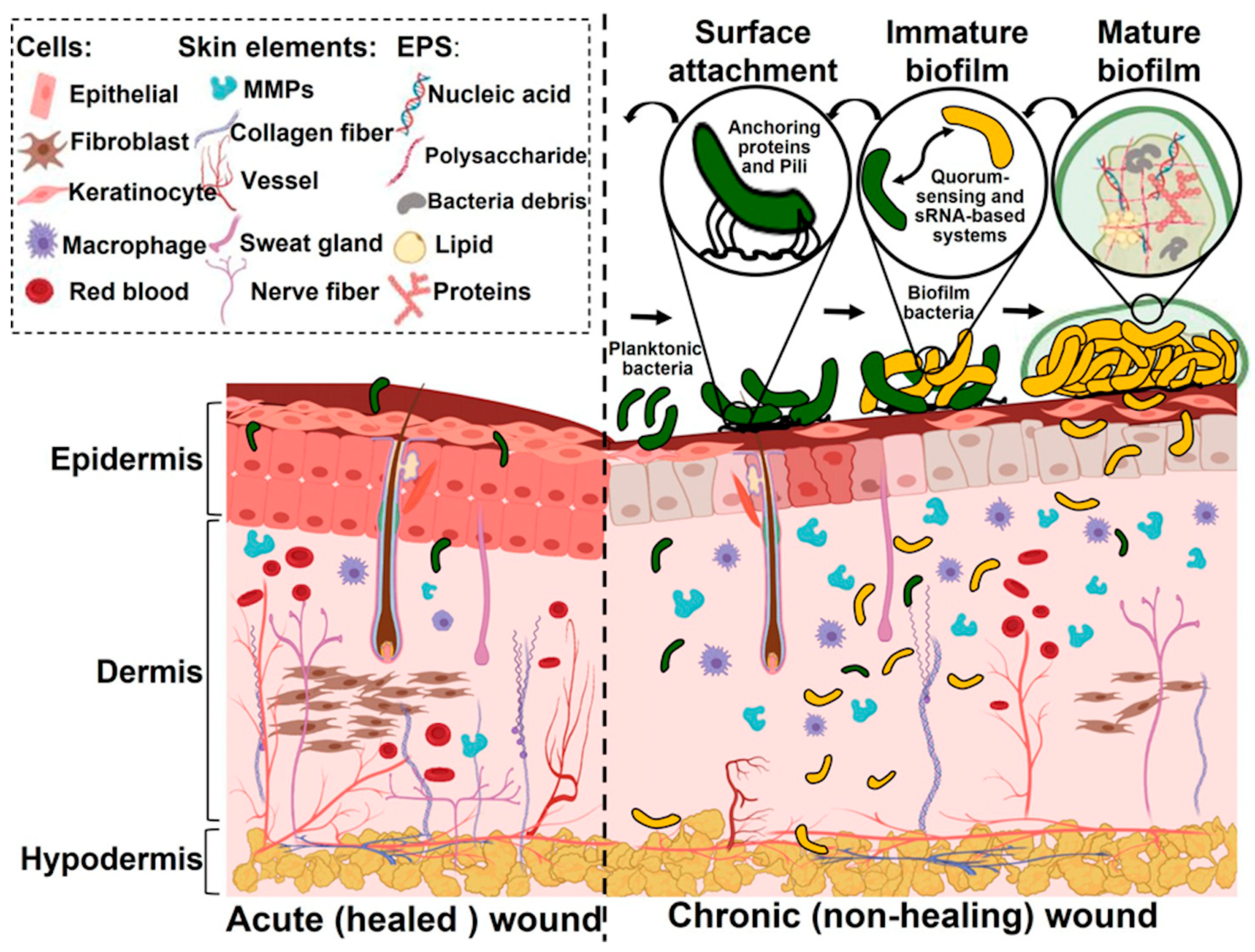 Antibiotics 13 00910 g001