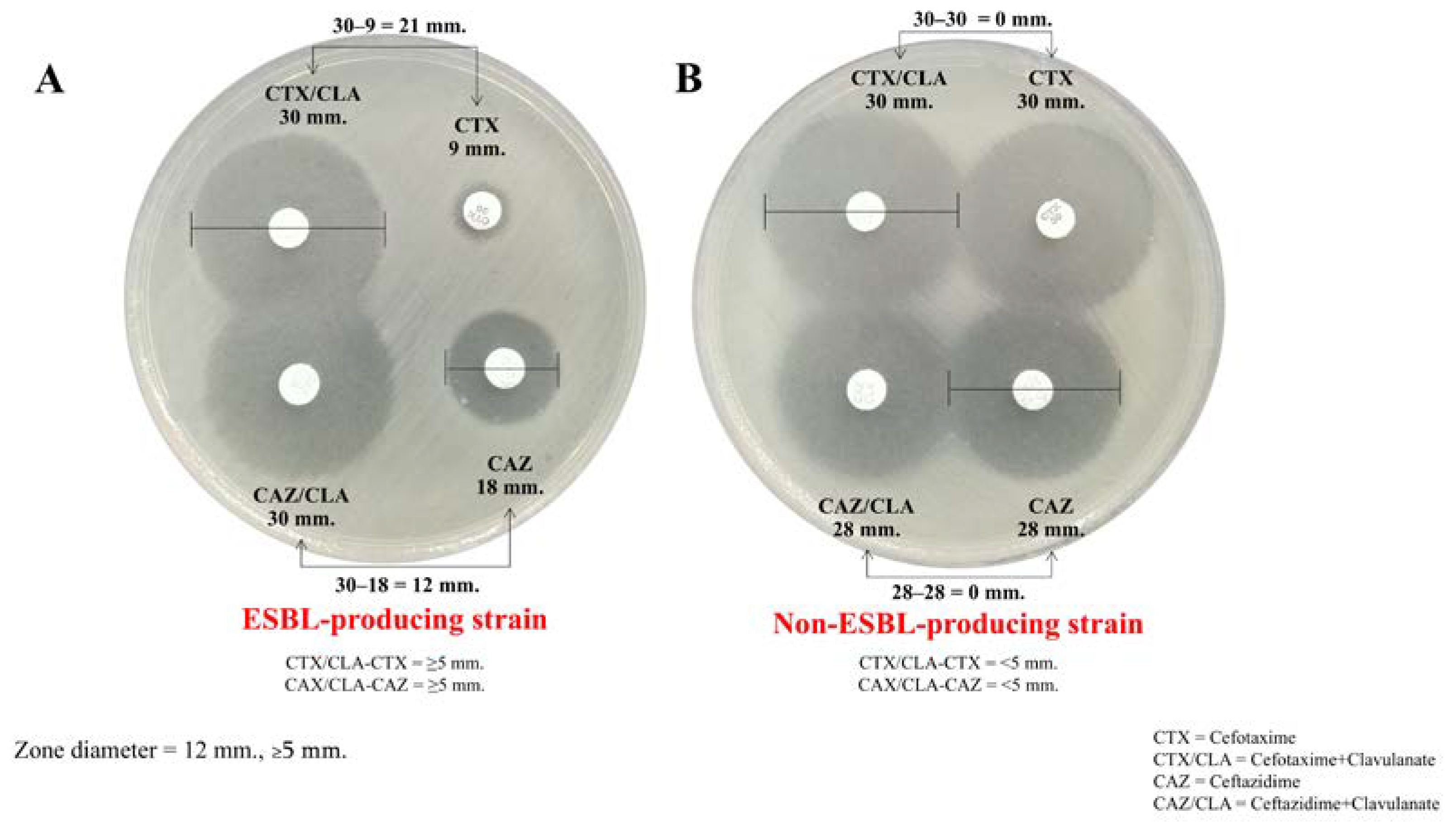 Antibiotics 13 00917 g001