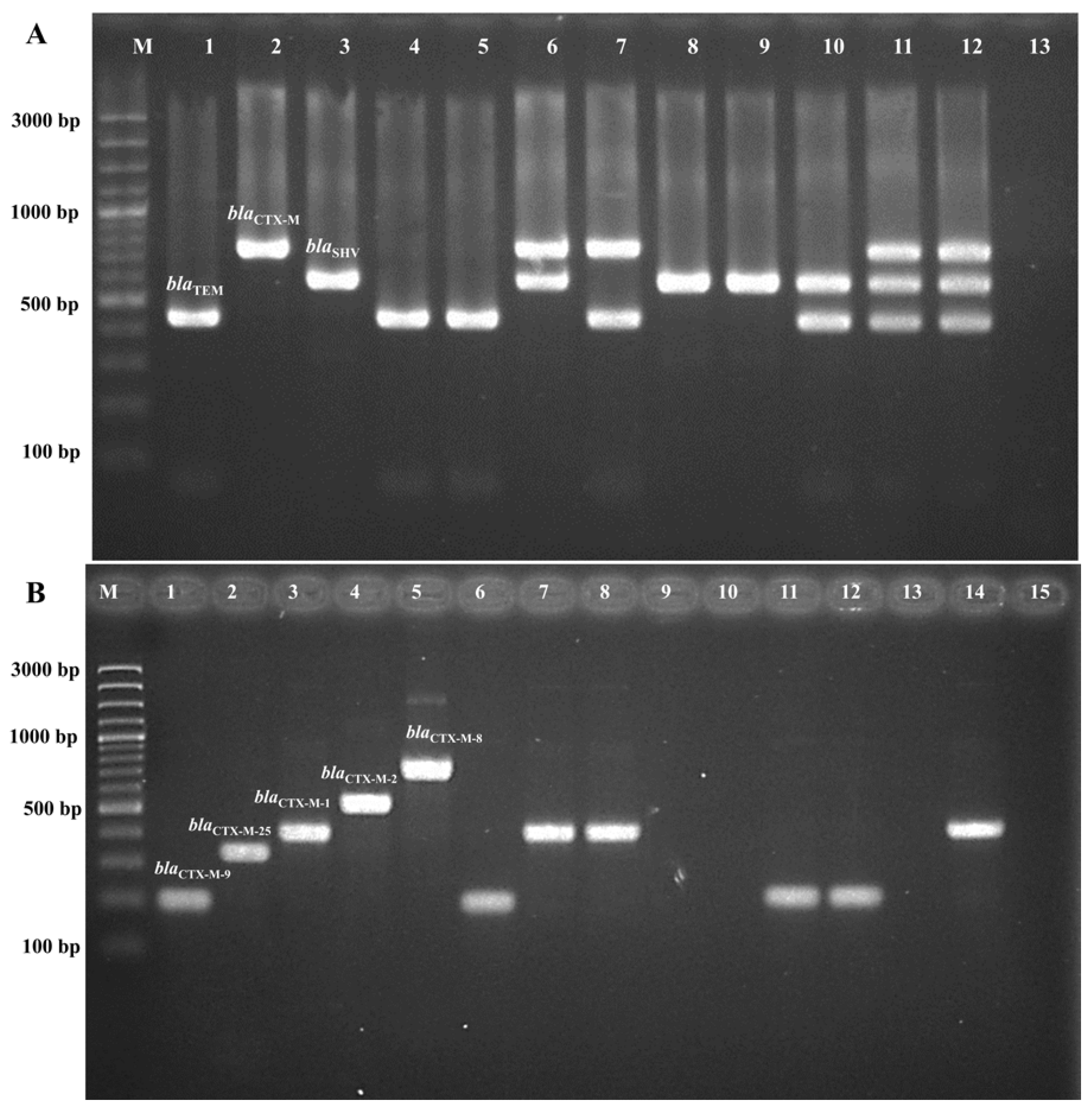 Antibiotics 13 00917 g003