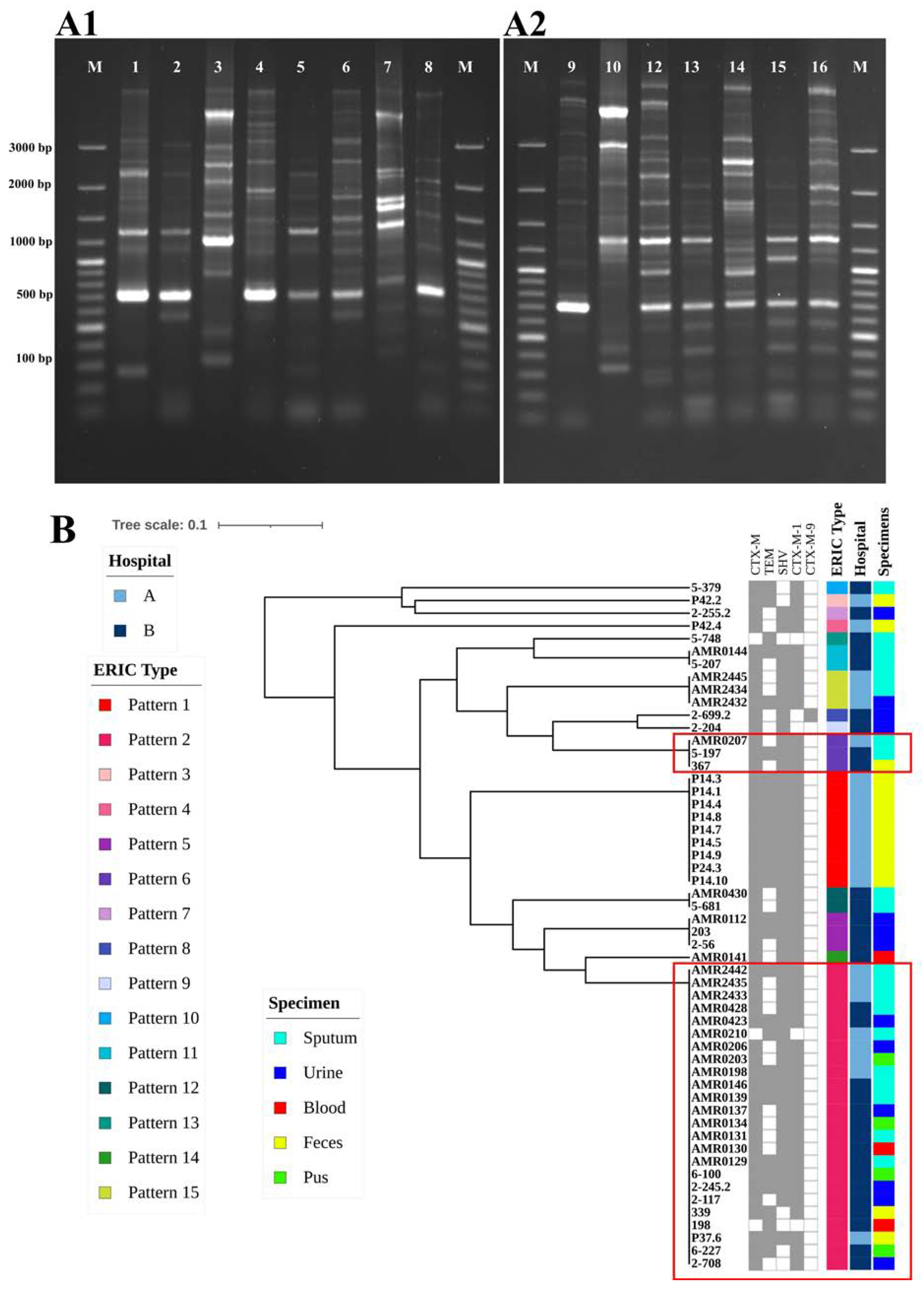 Antibiotics 13 00917 g004