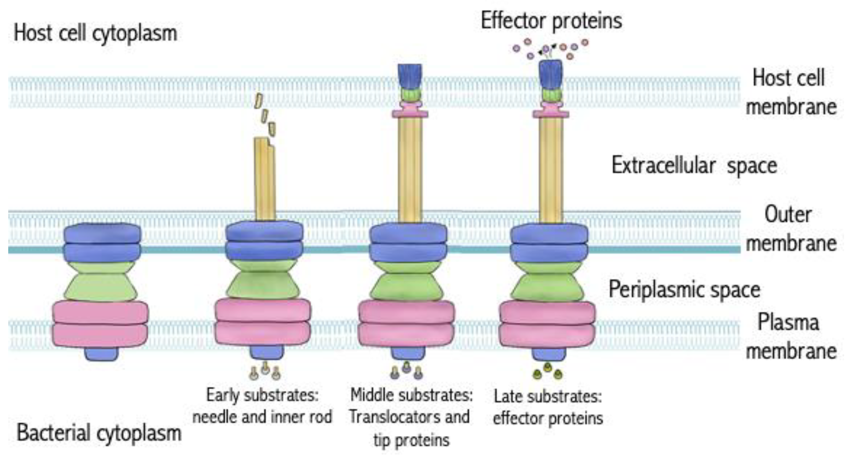 Antibiotics 13 00919 g001 Antibiotics 13 00919 g001