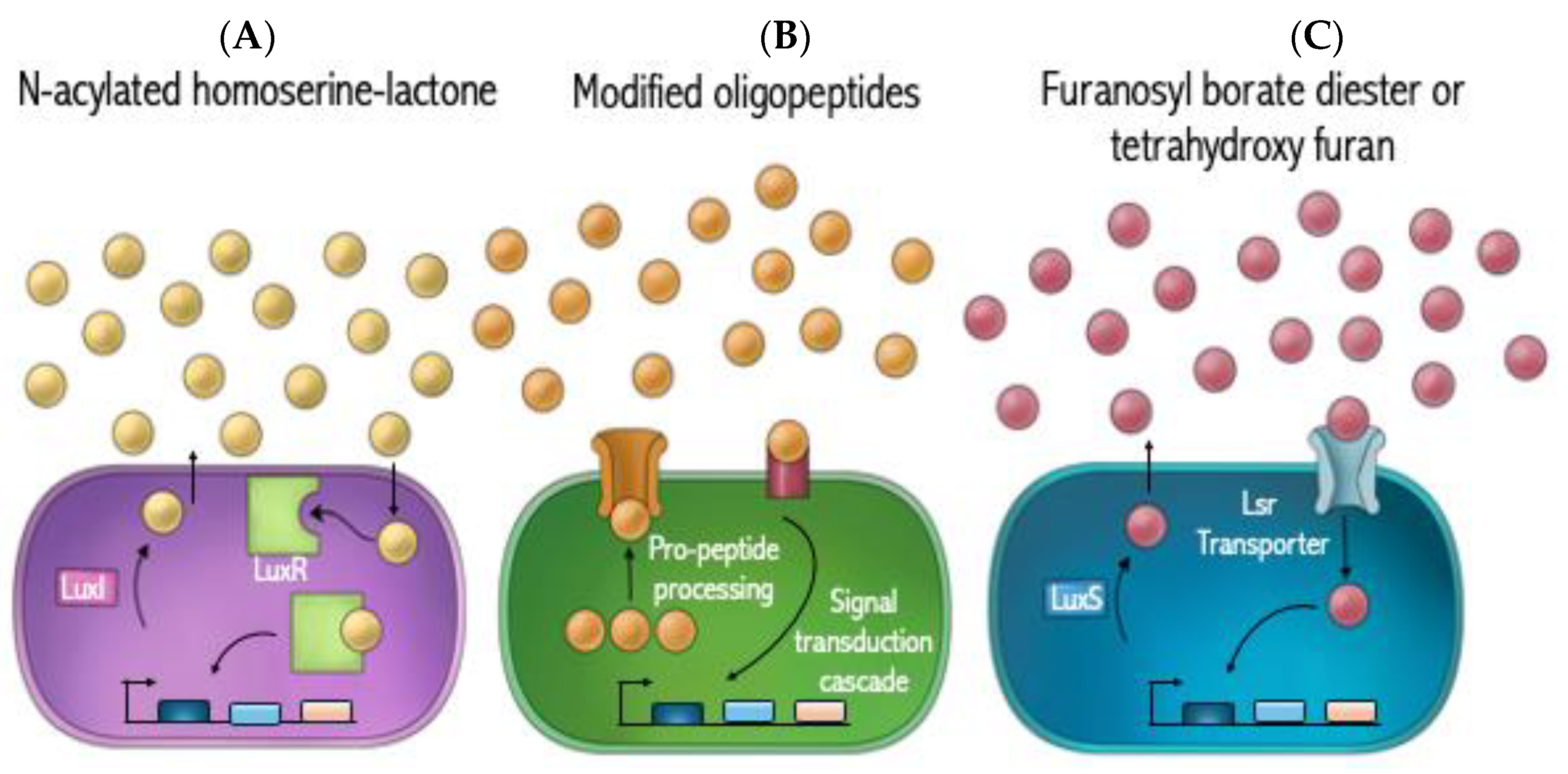 Antibiotics 13 00919 g002 Antibiotics 13 00919 g002