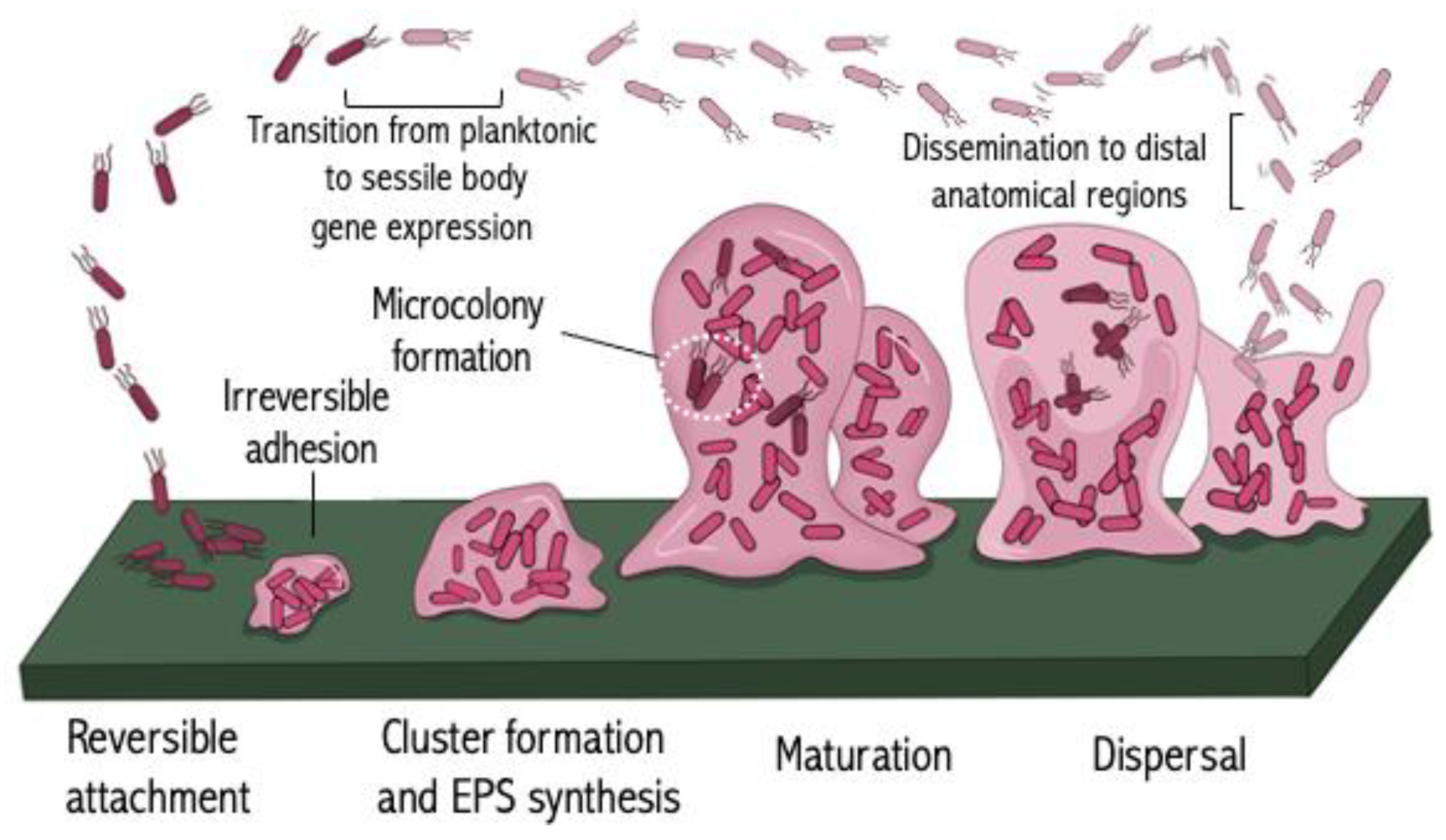 Antibiotics 13 00919 g003 Antibiotics 13 00919 g003