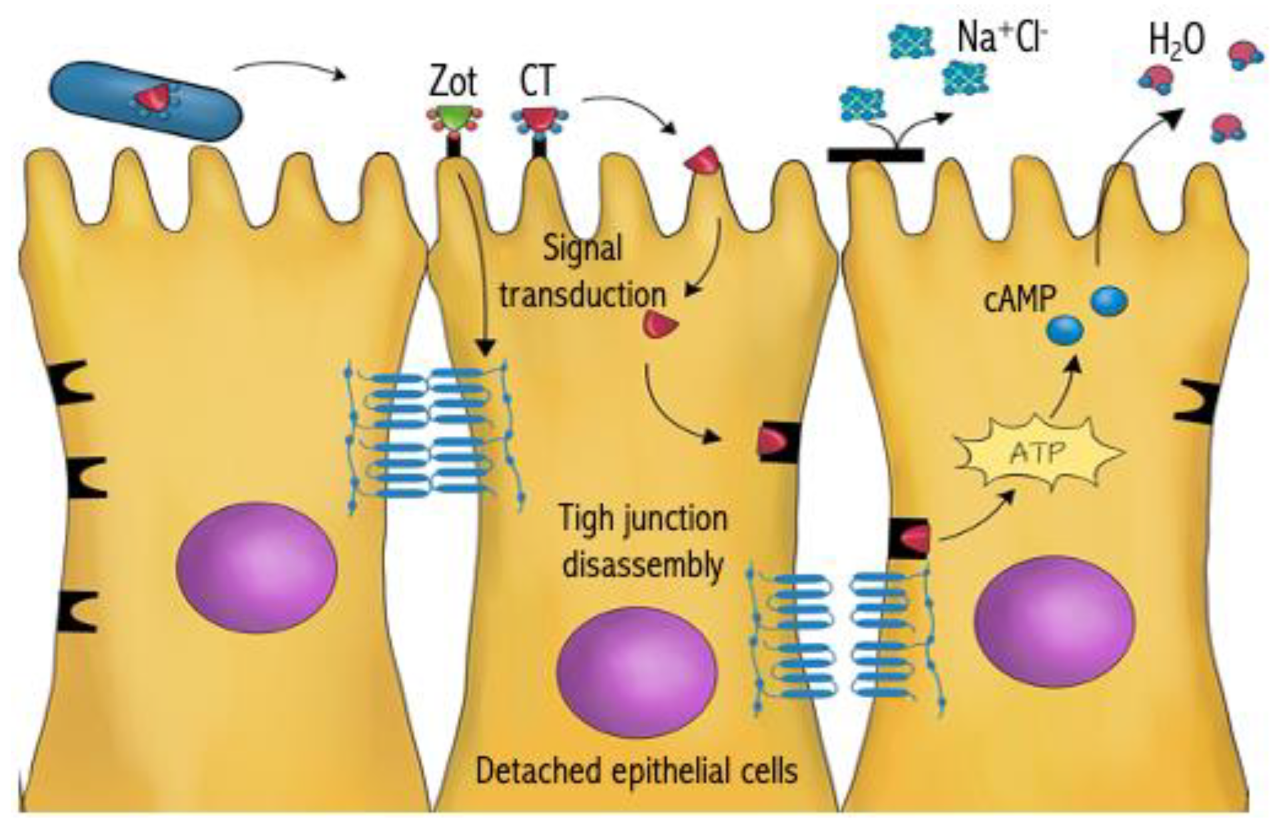 Antibiotics 13 00919 g004 Antibiotics 13 00919 g004