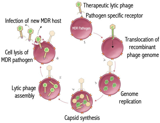 Rs 専用ページ Beyond Antibiotics: What the Future Holds