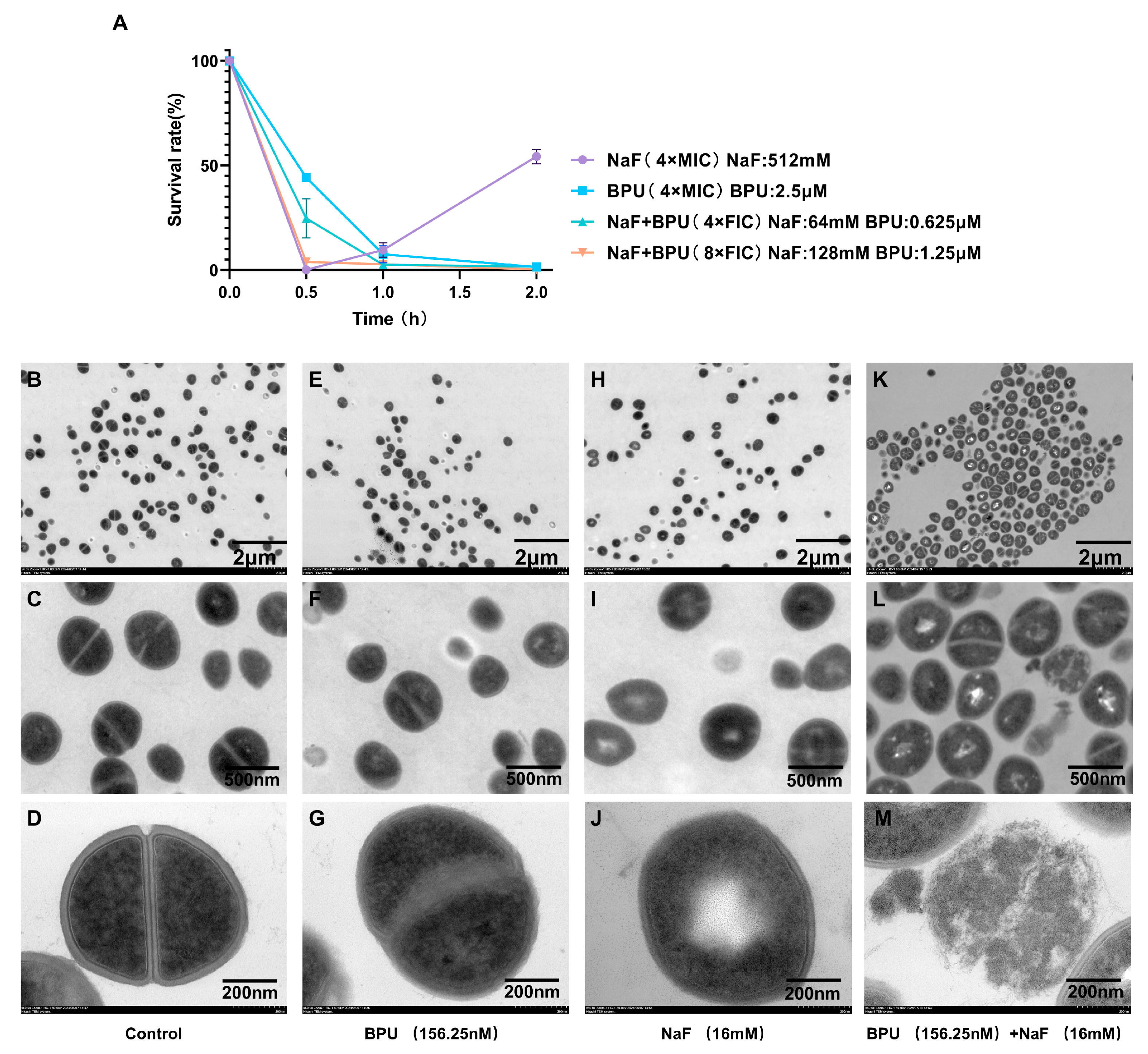Antibiotics 13 00930 g002