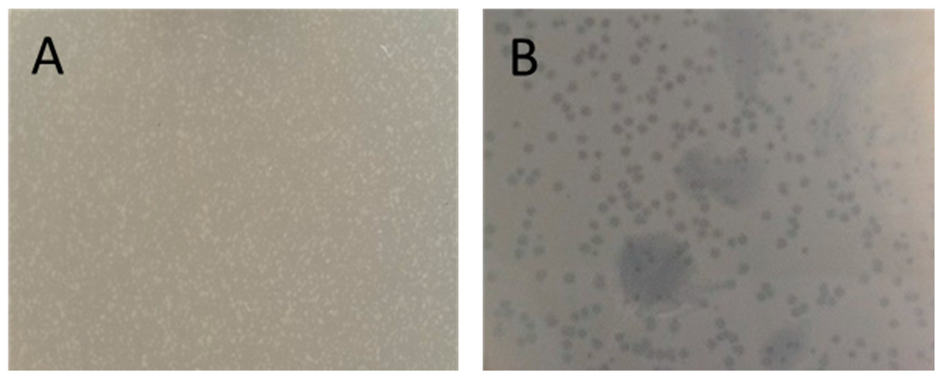 Antibiotics 13 00945 g004