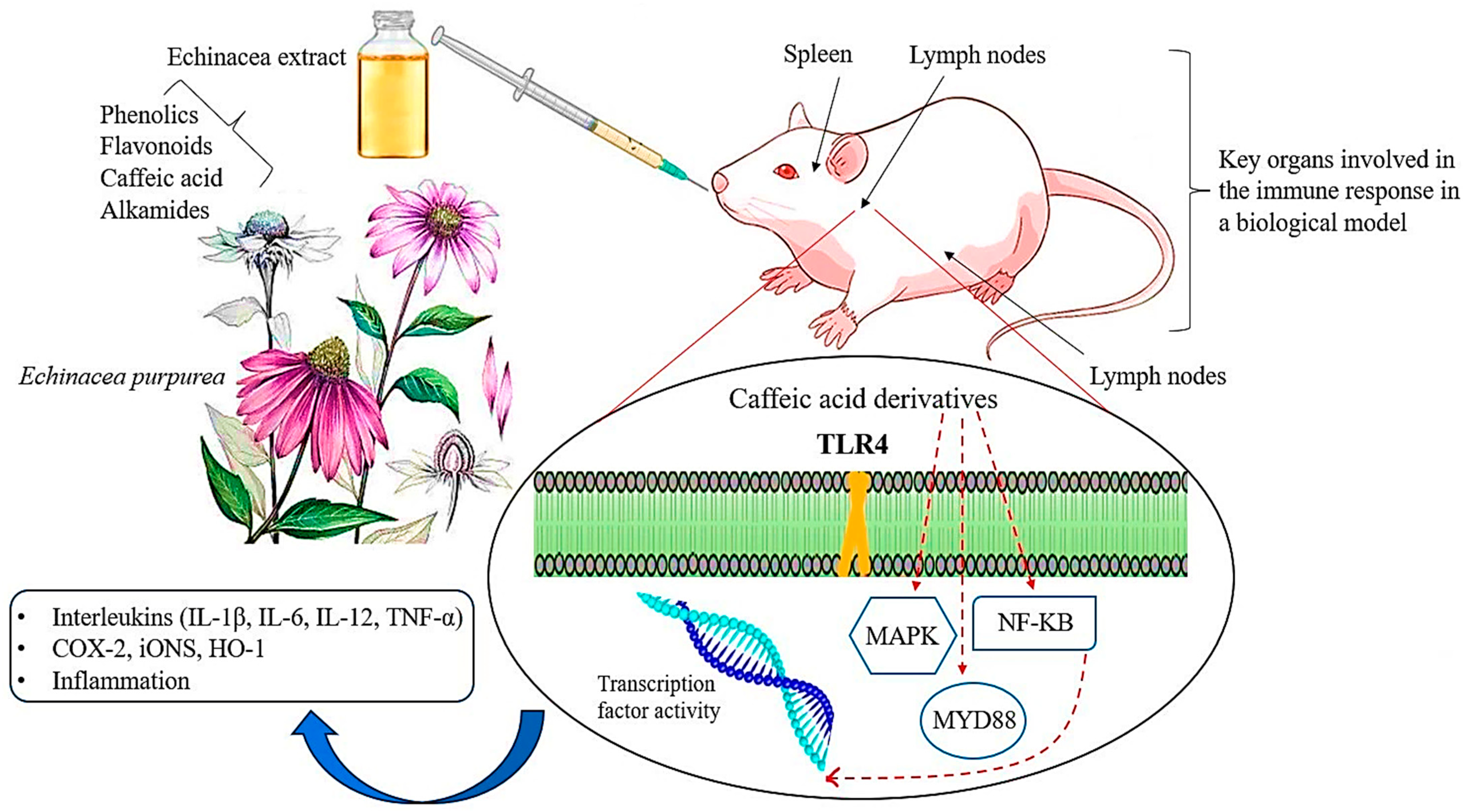 Antibiotics 13 00947 g006