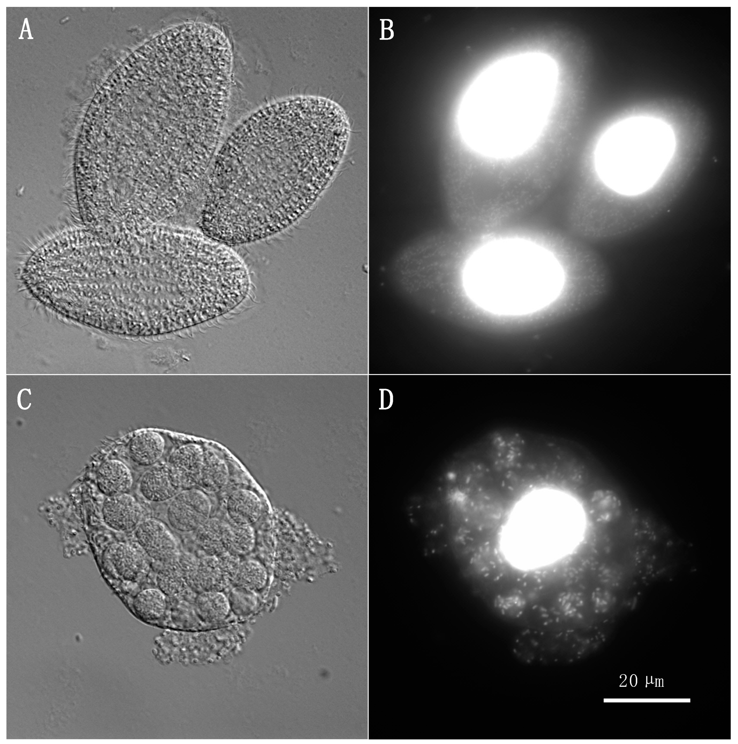 Antibiotics 13 00960 g001 Antibiotics 13 00960 g001