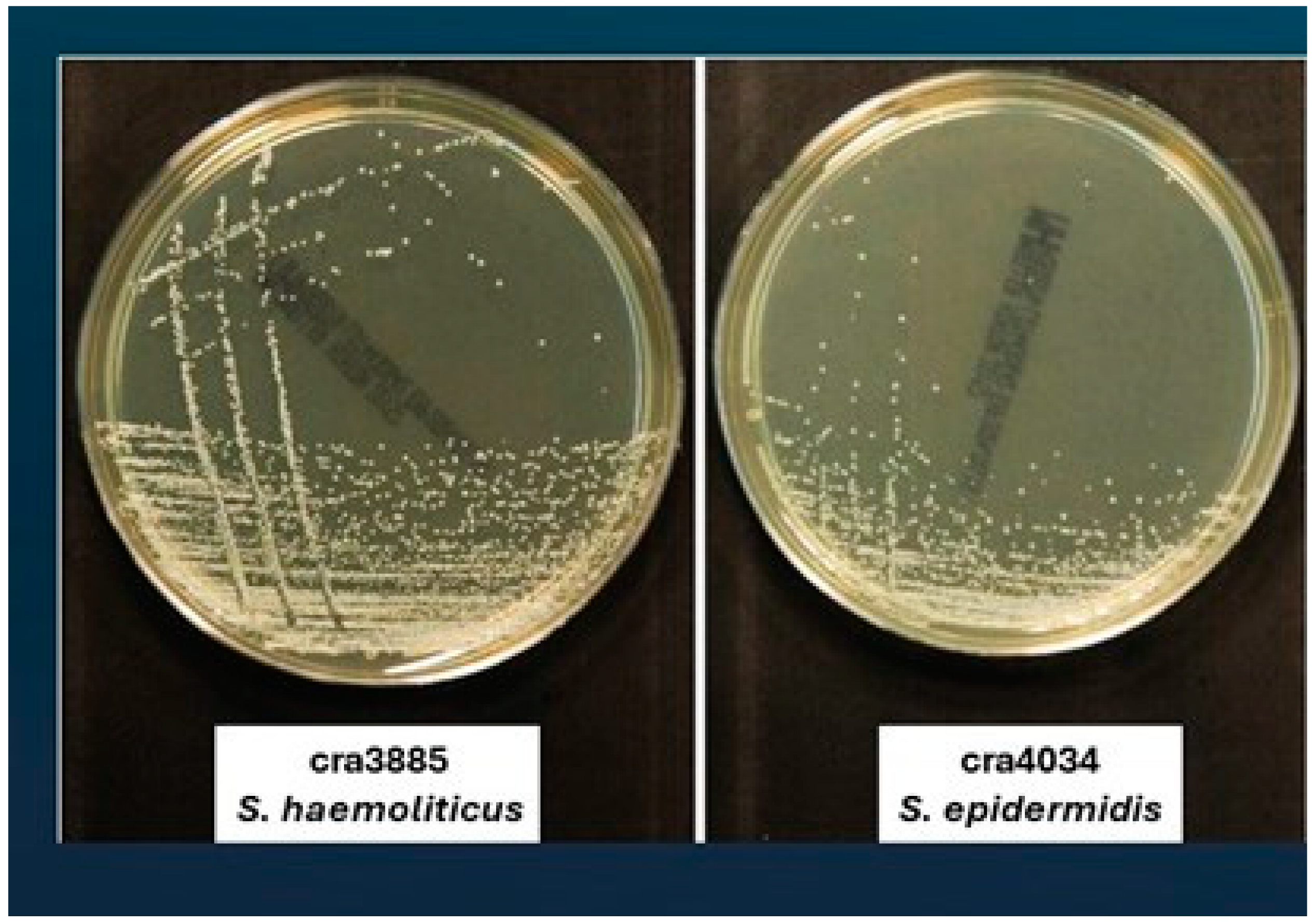 Antibiotics 13 00972 g001a