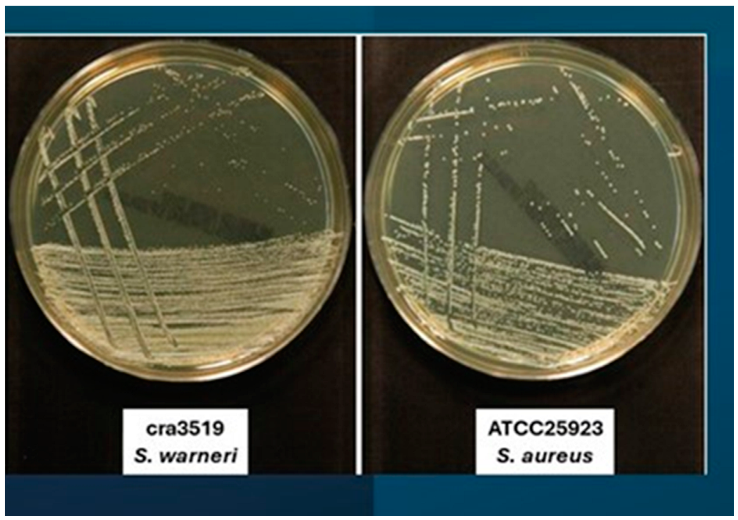 Antibiotics 13 00972 g001b