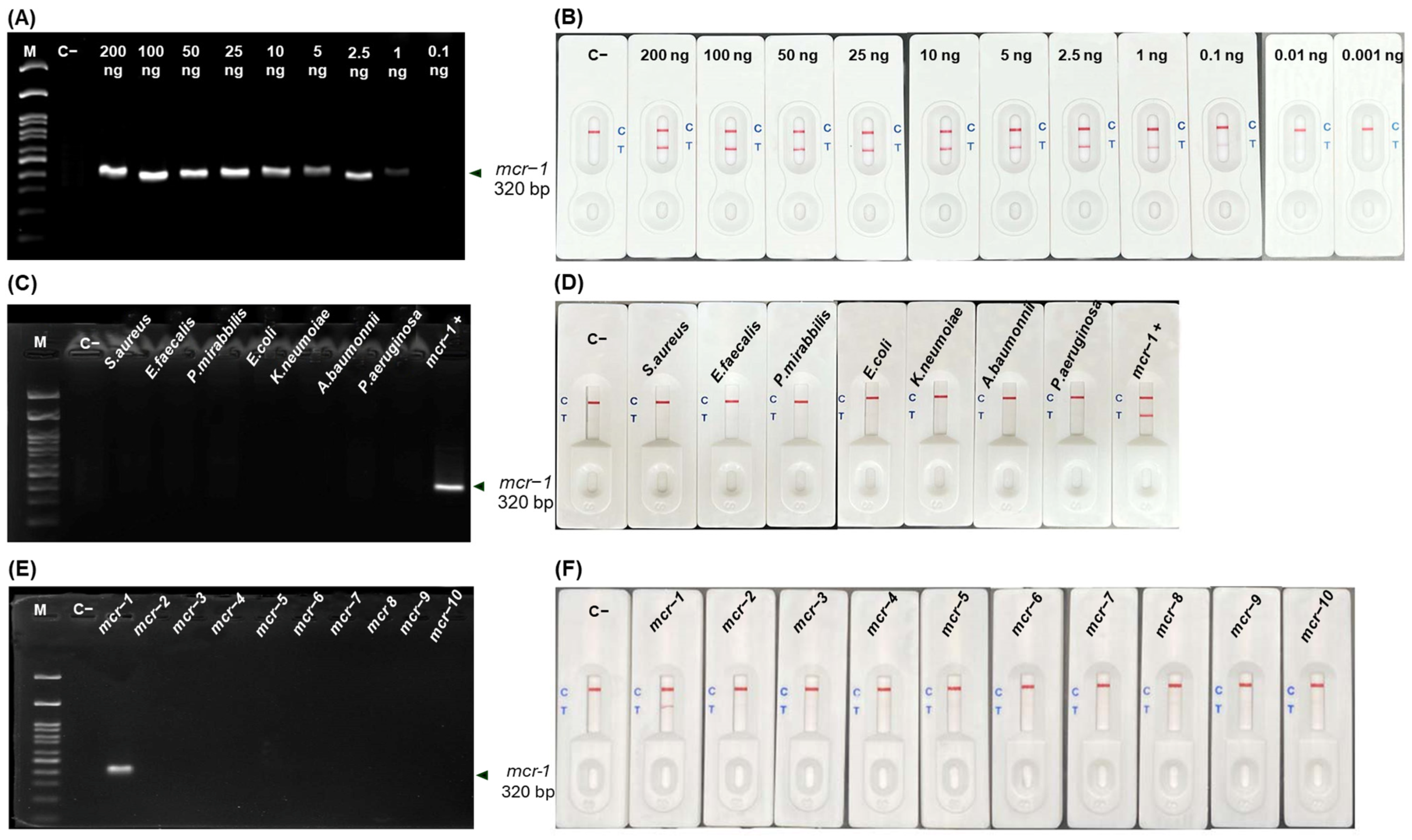 Antibiotics 13 00984 g004