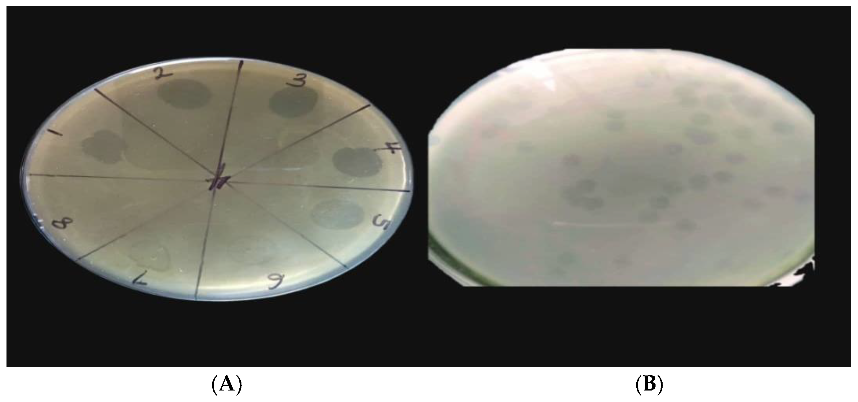 Antibiotics 13 01006 g001