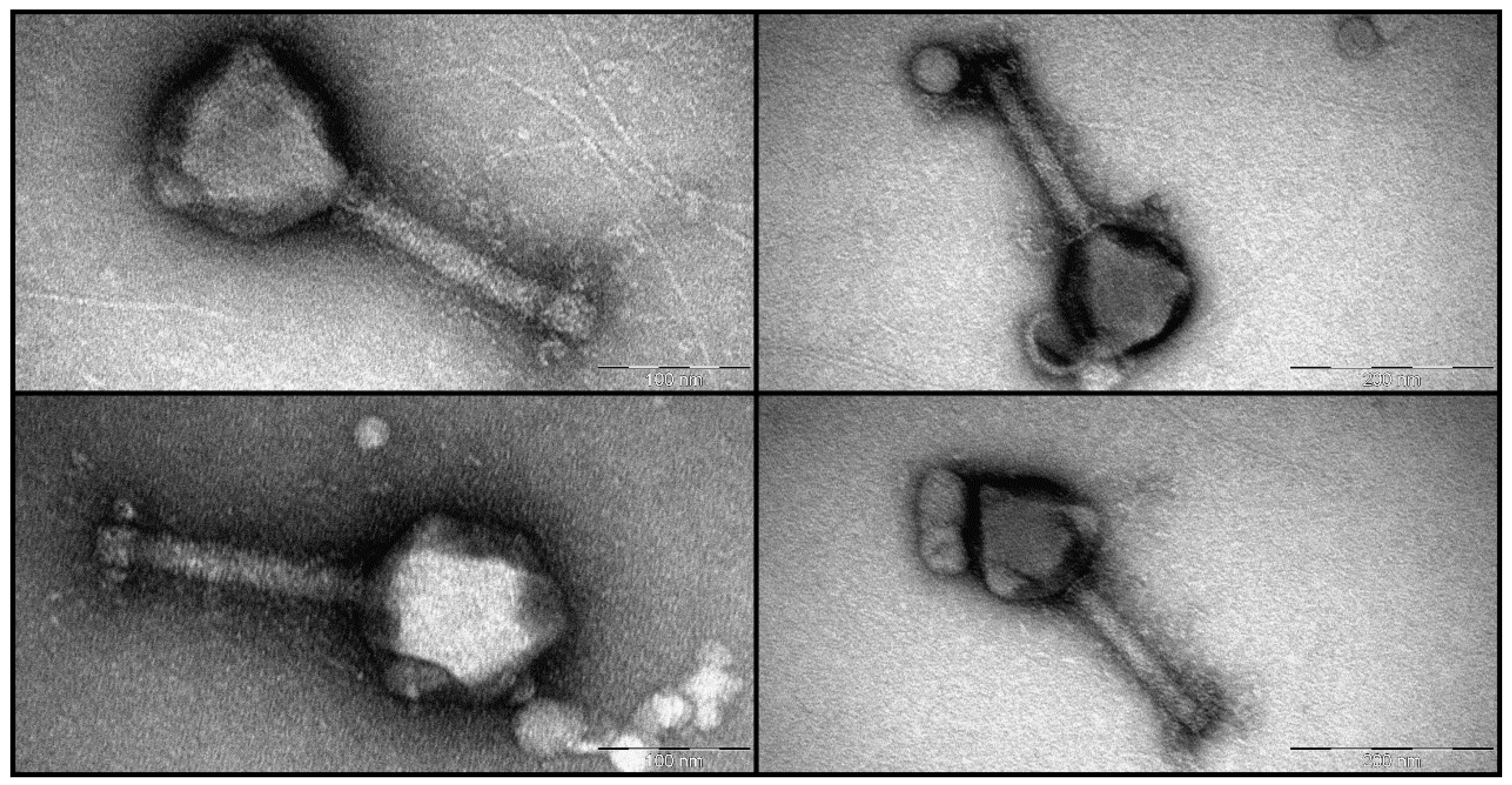 Antibiotics 13 01006 g002