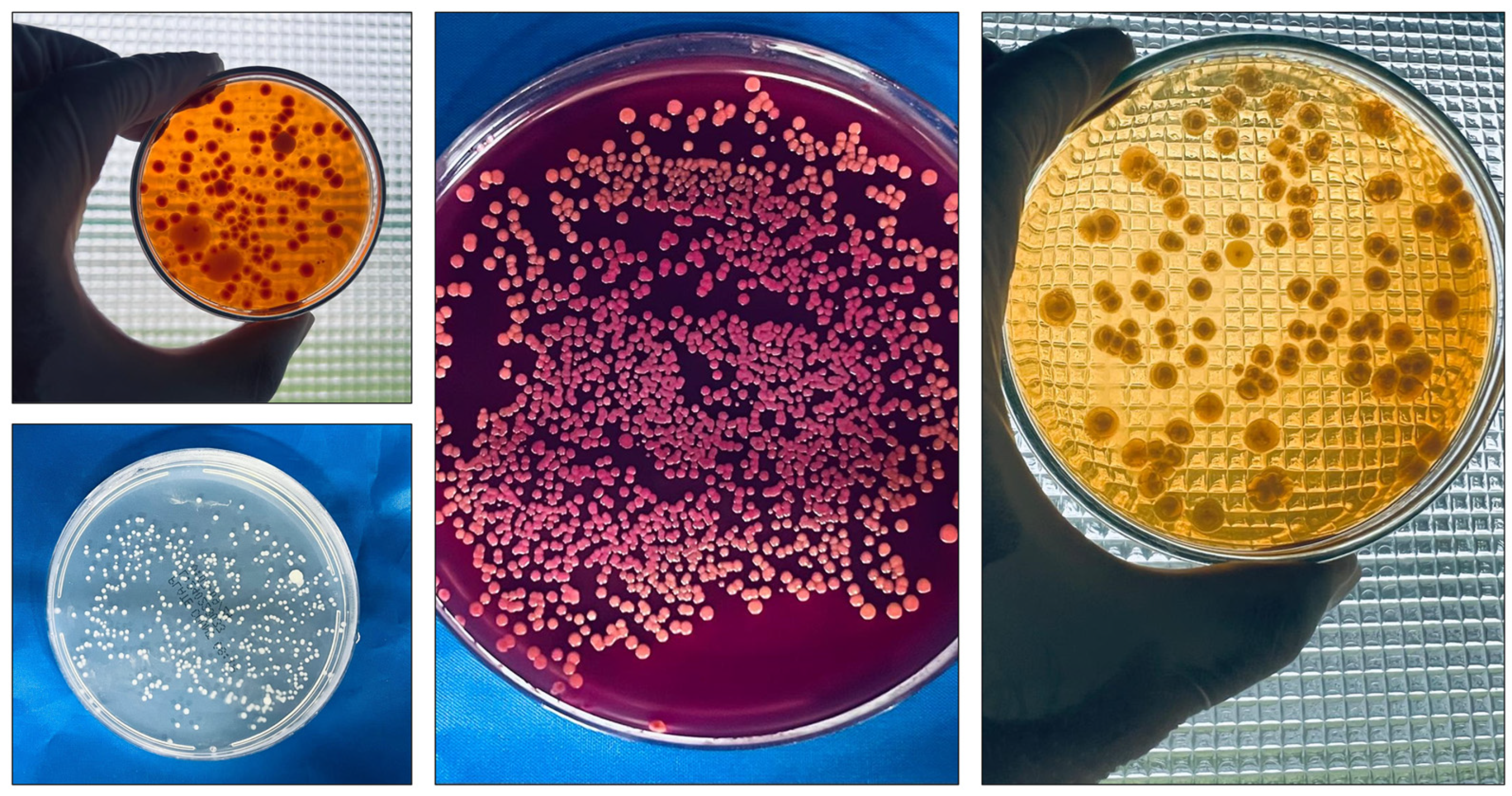Antibiotics 13 01066 g001