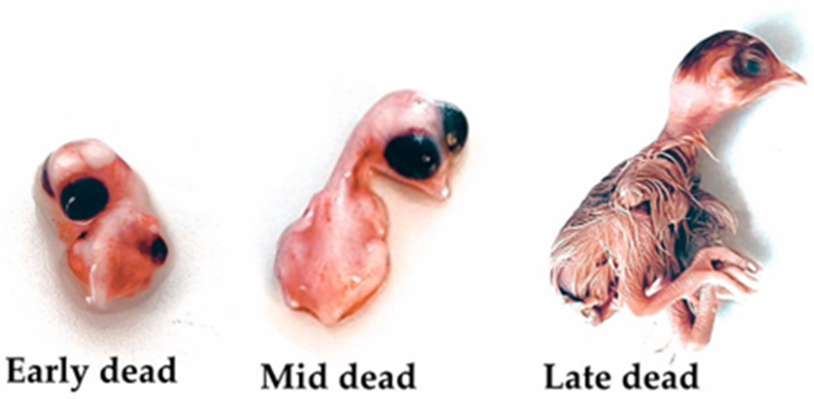 Antibiotics 13 01066 g004