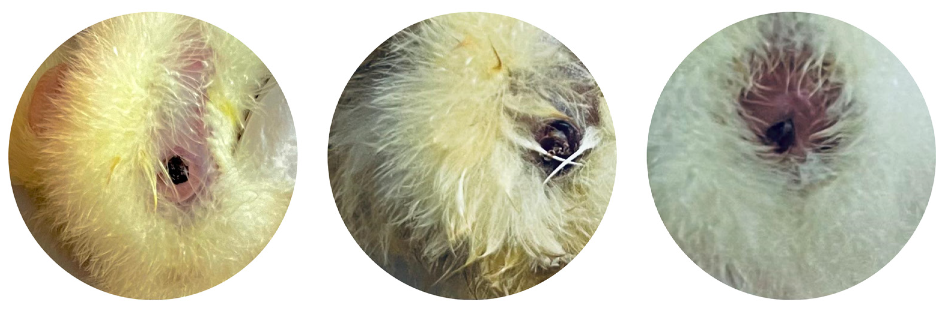 Antibiotics 13 01066 g005