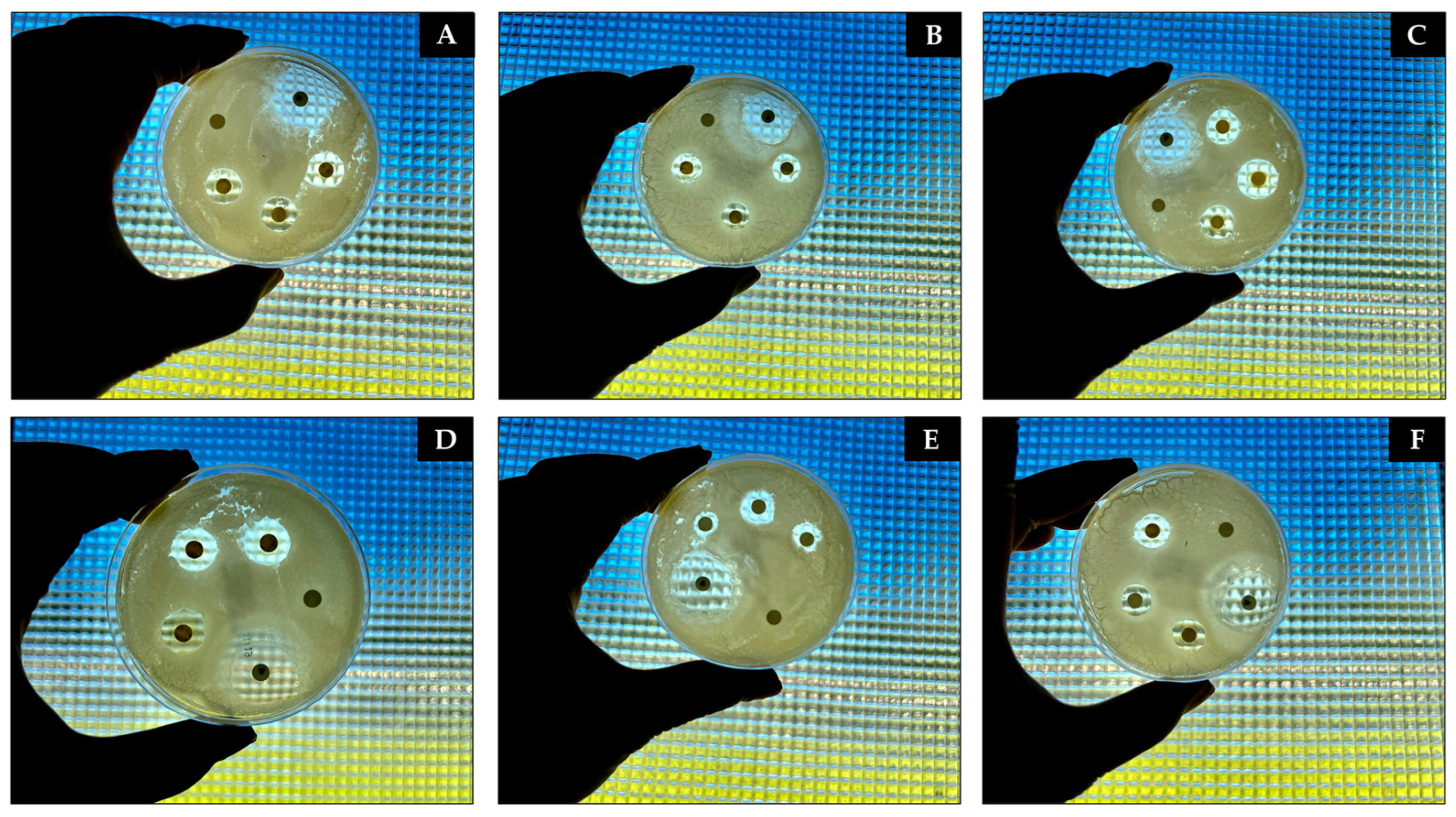 Antibiotics 13 01066 g010