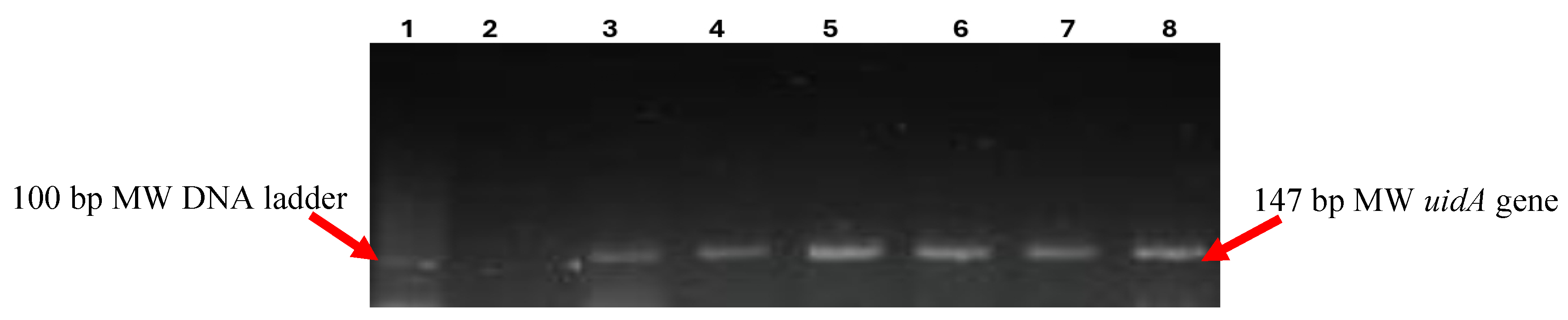Antibiotics 13 01067 g001