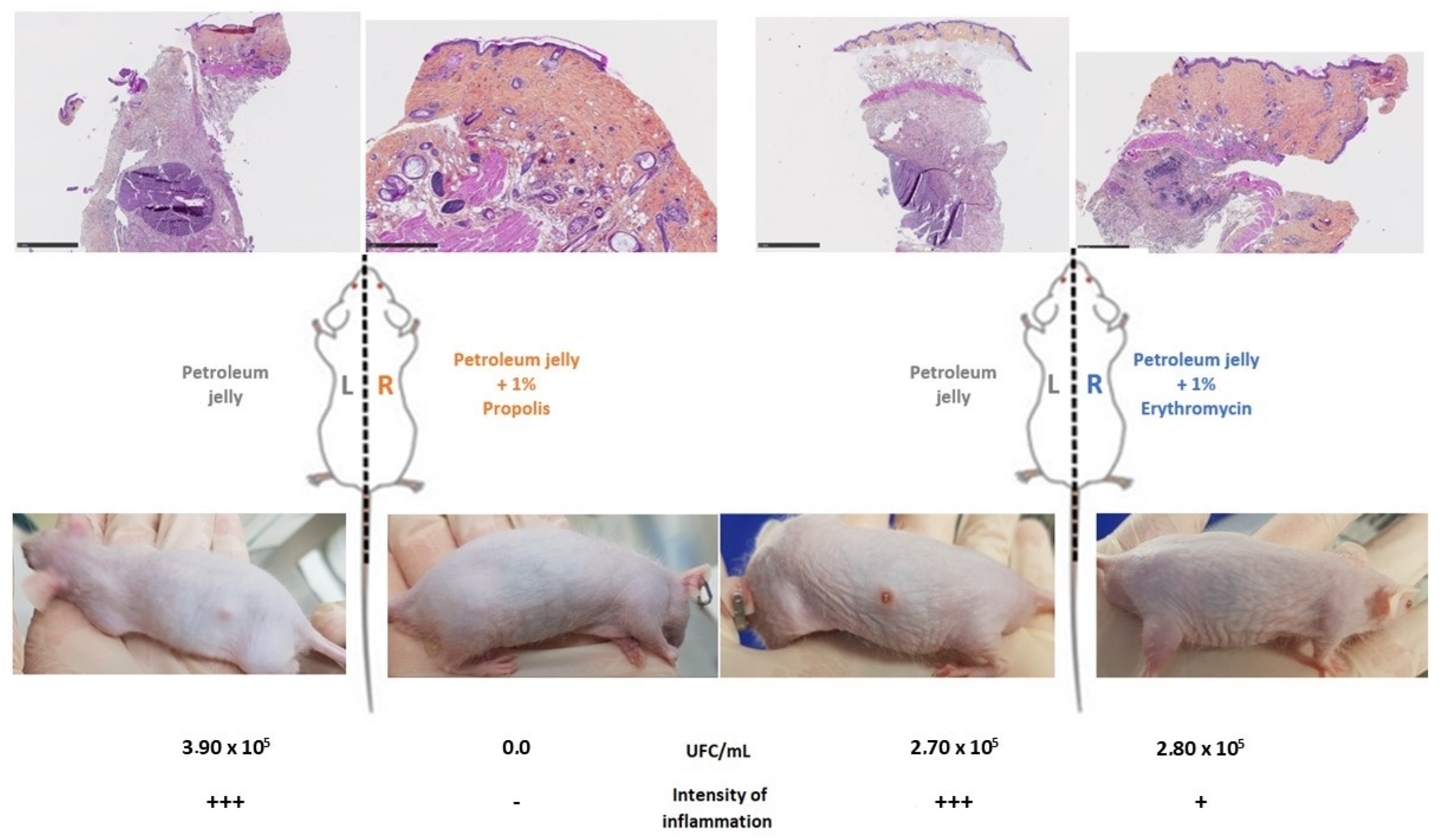 Antibiotics 13 01080 g006