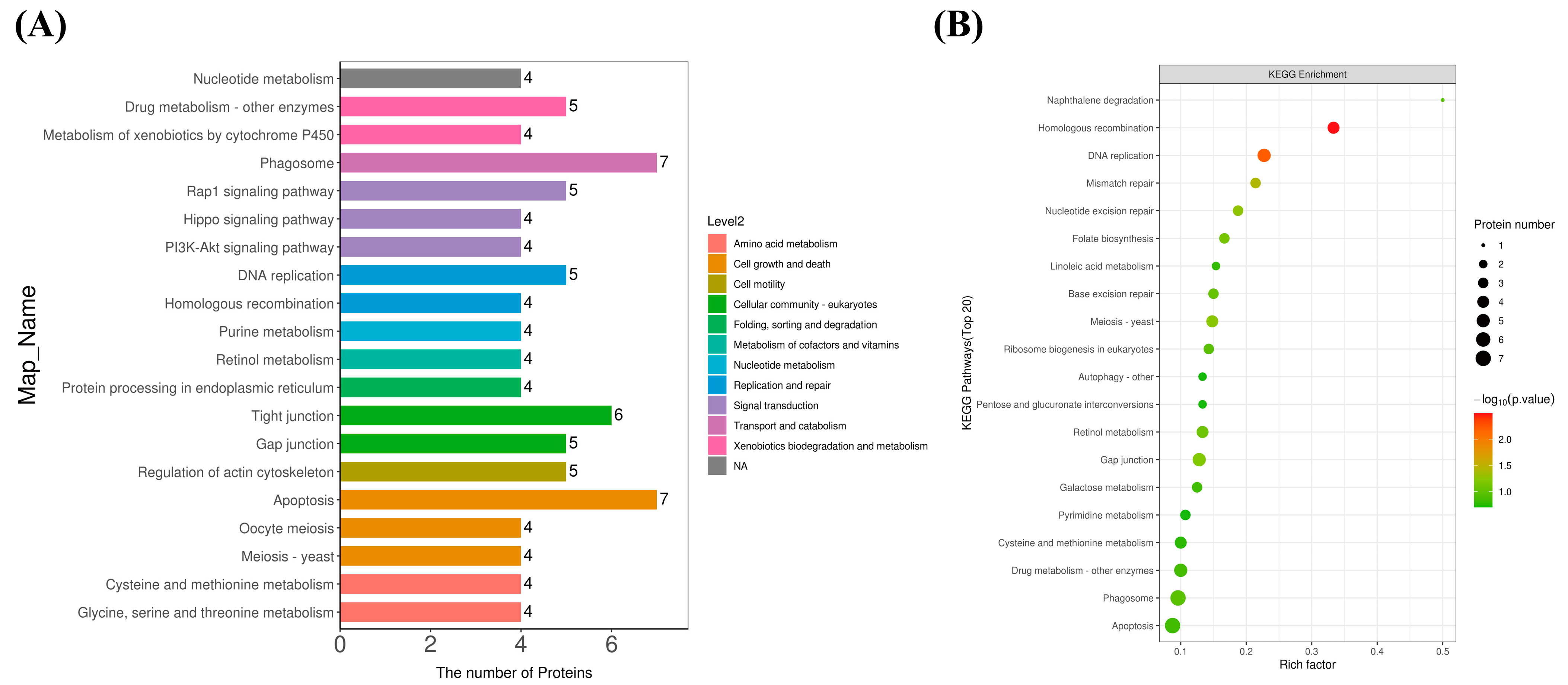 Proteomic Analysis of Vibrio parahaemolyticus-Stimulated