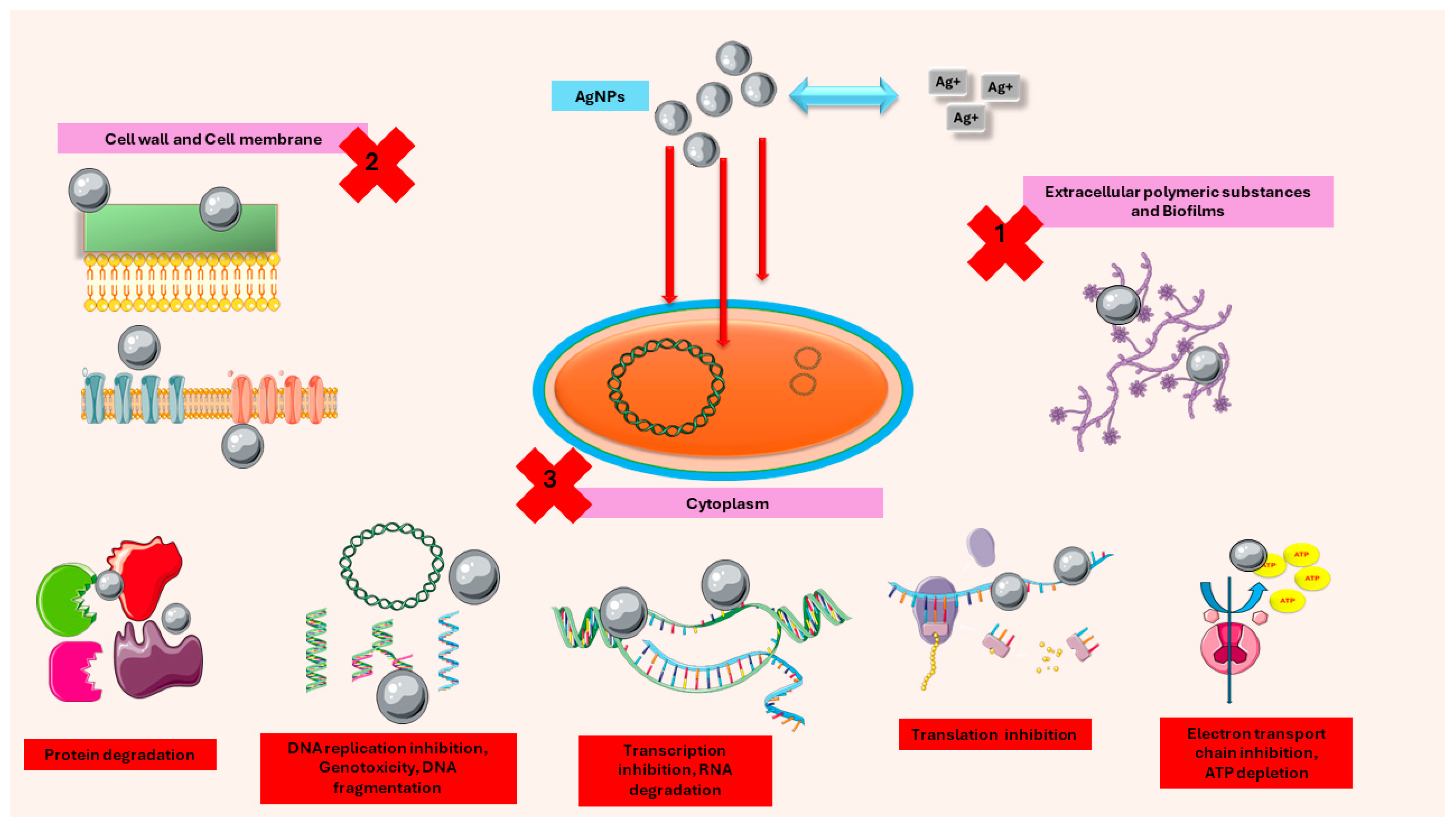 Antibiotics 13 01106 g002