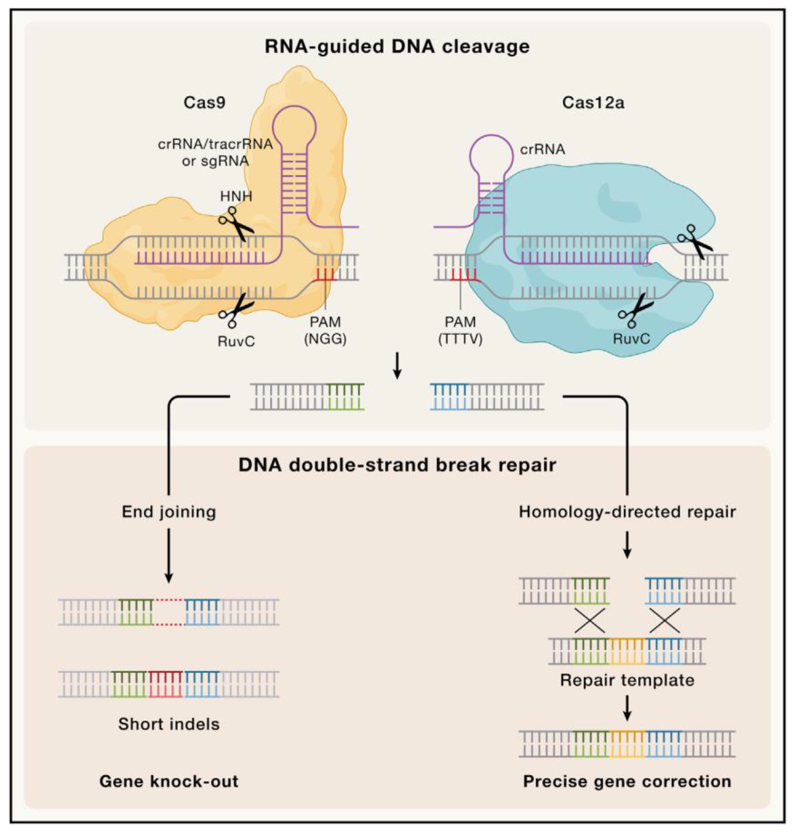 Antibiotics 13 01141 g001