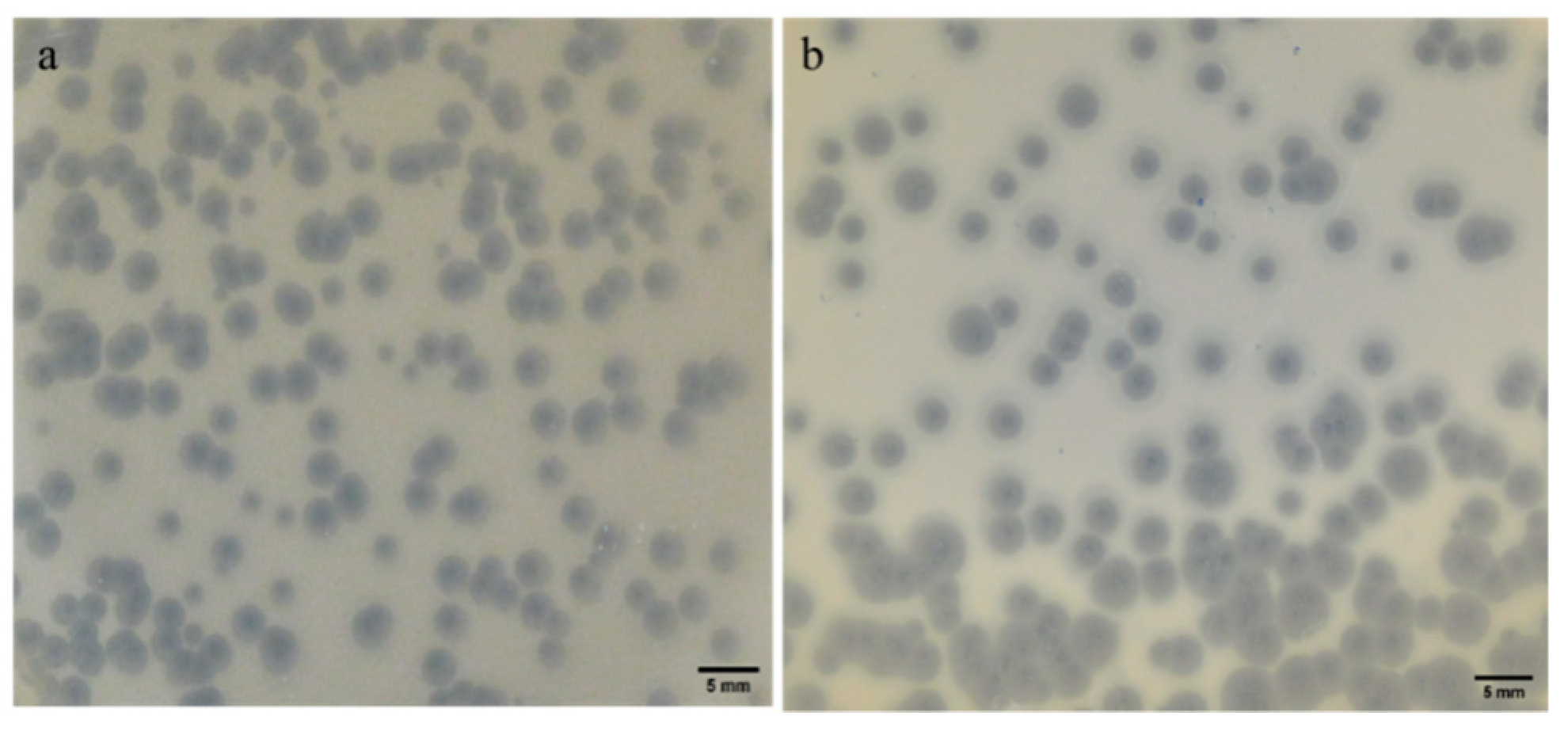 Antibiotics 13 01154 g001